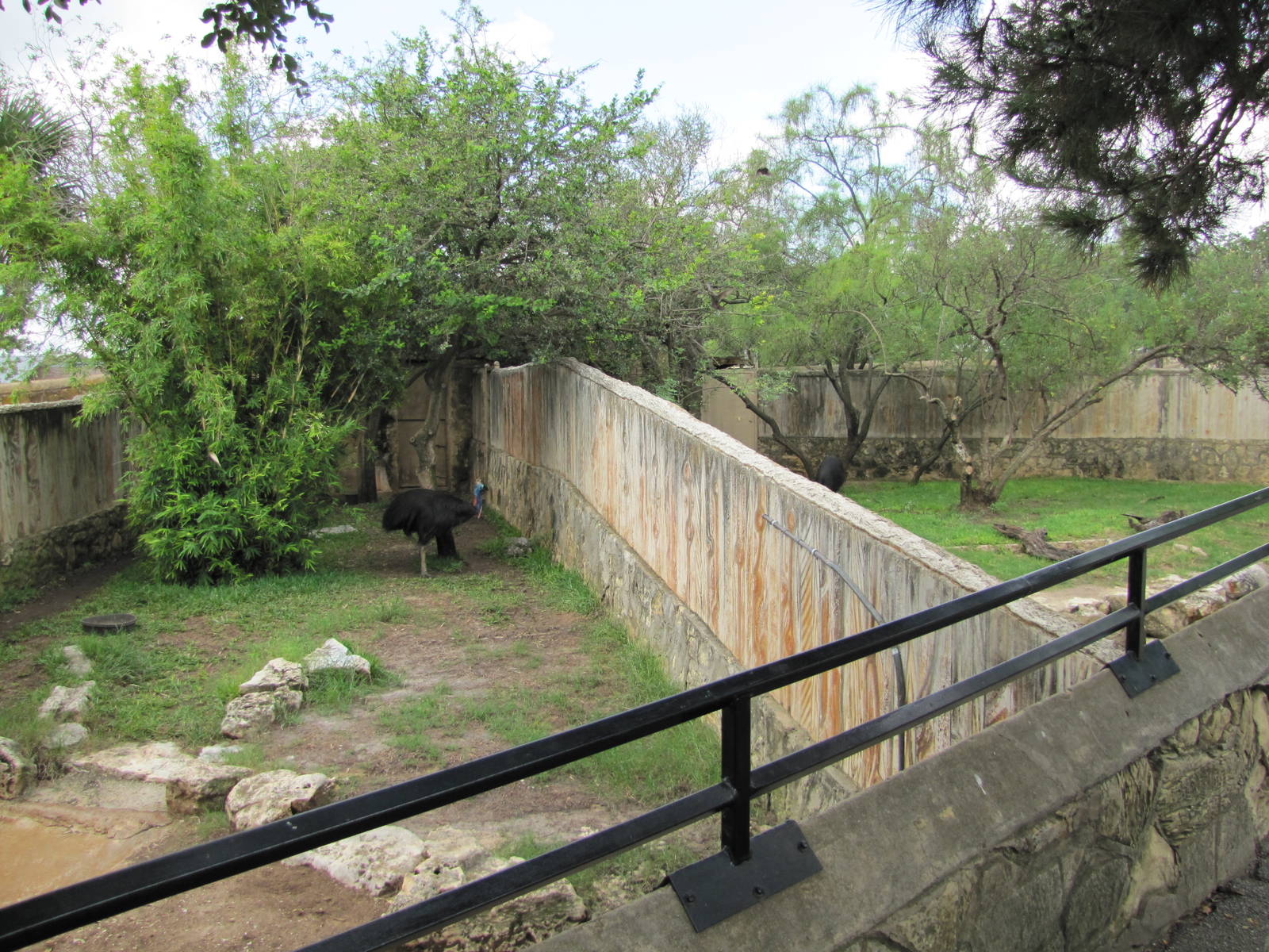 San Antonio Zoo 2010 - Cassowary exhibits