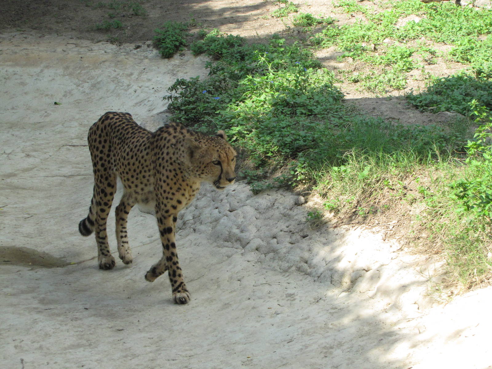 San Antonio Zoo 2010 - Cheetah in the Rift Valley
