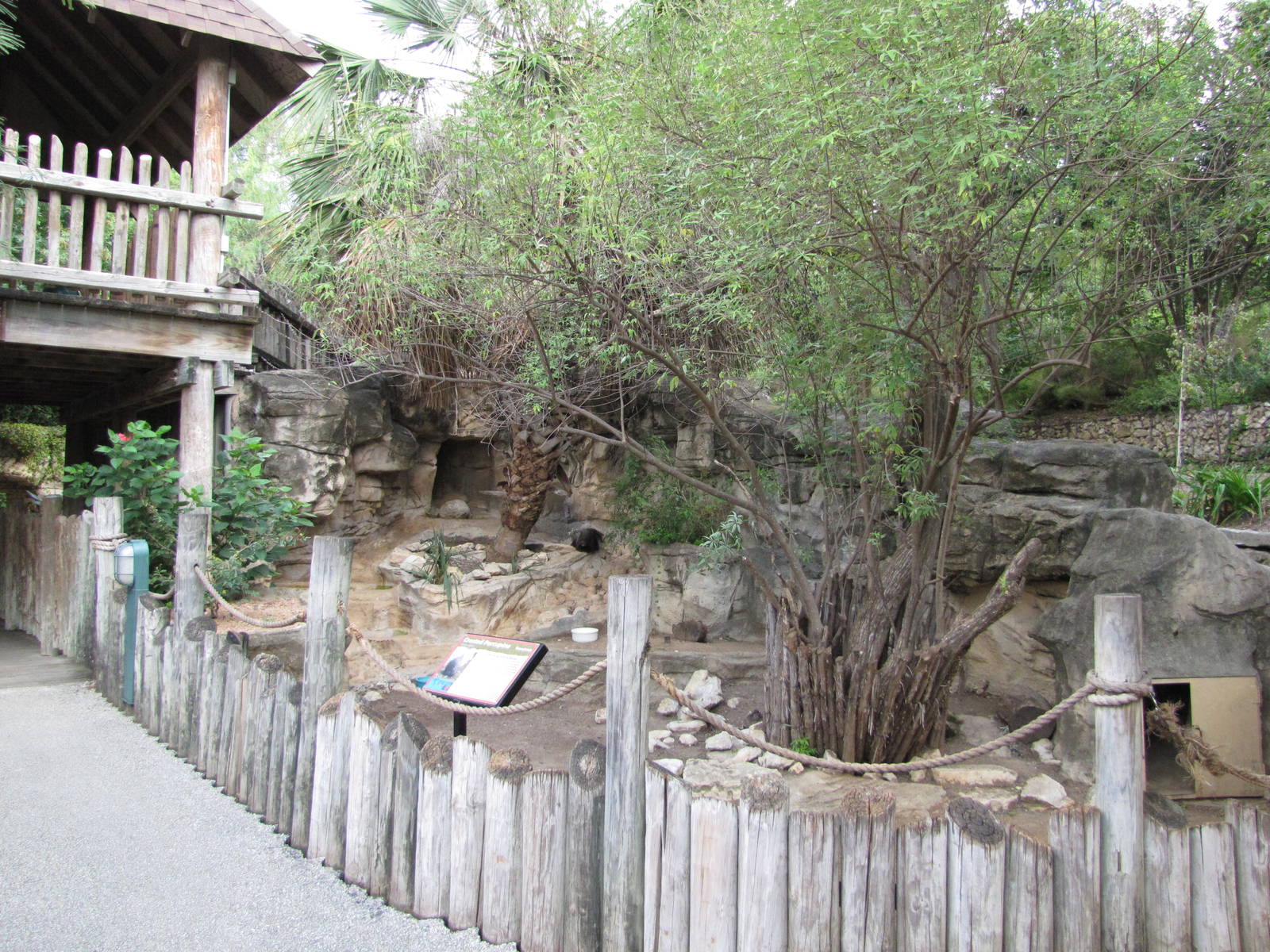 San Antonio Zoo 2010 - Crested Porcupine exhibit in the Rift Valley