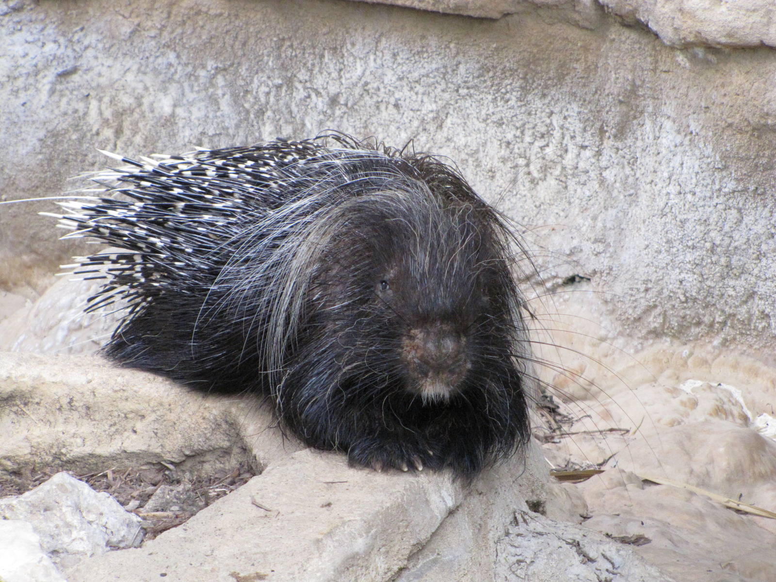 San Antonio Zoo 2010 - Crested Porcupine in the Rift Valley