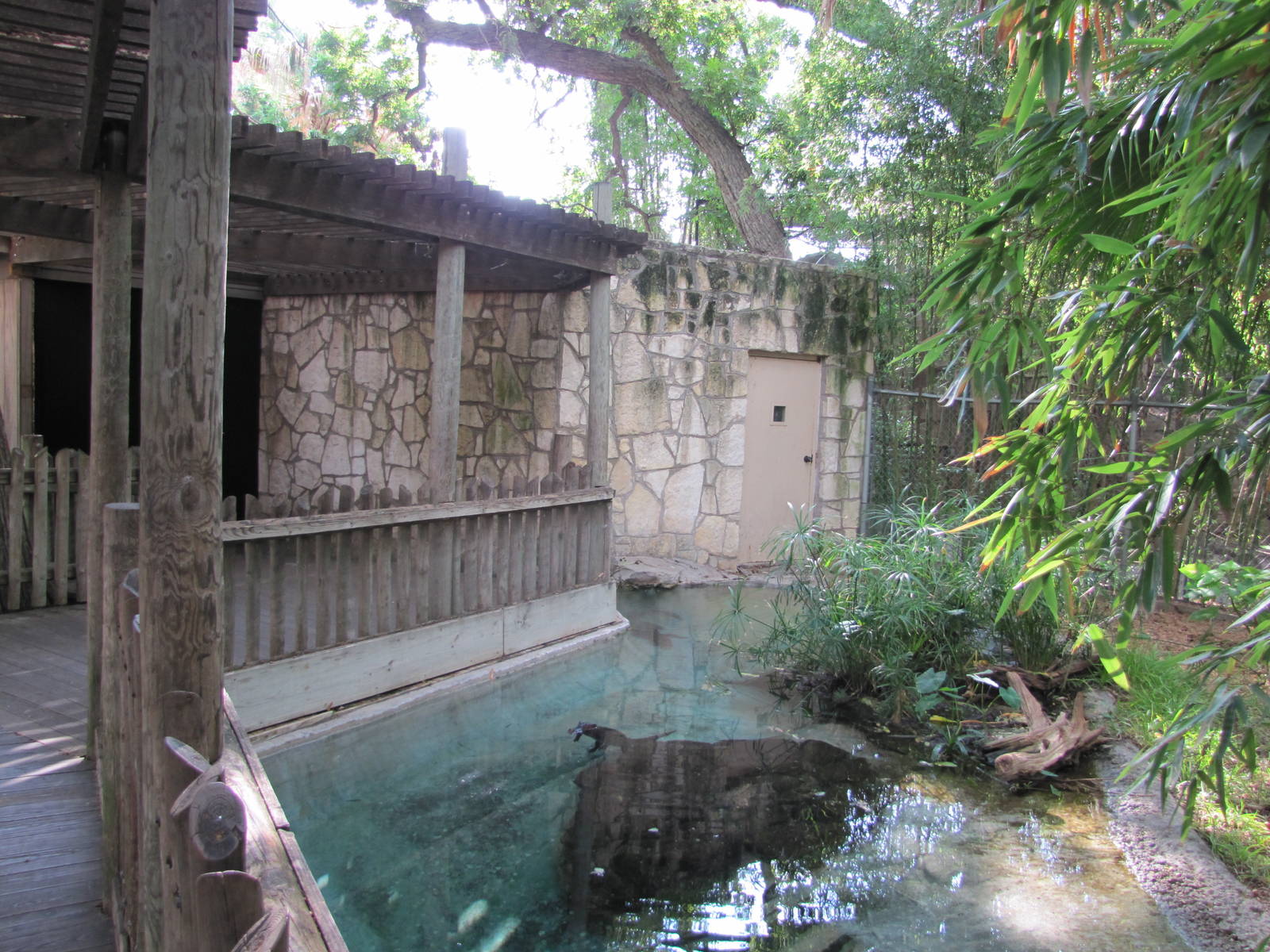 San Antonio Zoo 2010 - Dwarf Caiman exhibit in the Amazonia Rain Forest