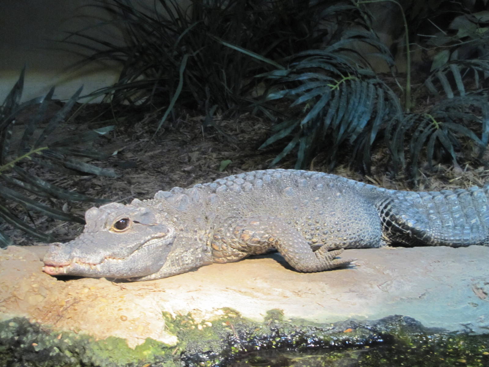 San Antonio Zoo 2010 - Dwarf Crocodile in Africa Live