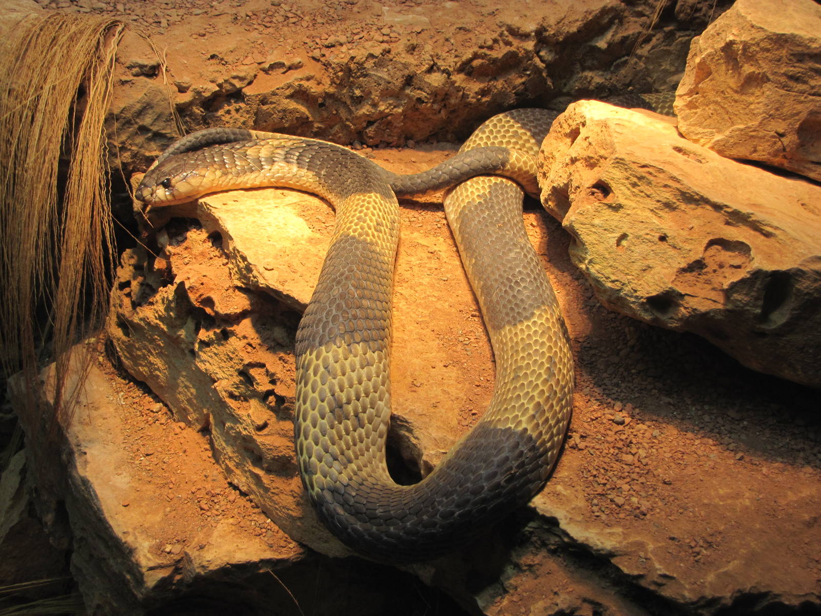 San Antonio Zoo 2010 - Egyptian Cobra in Africa Live