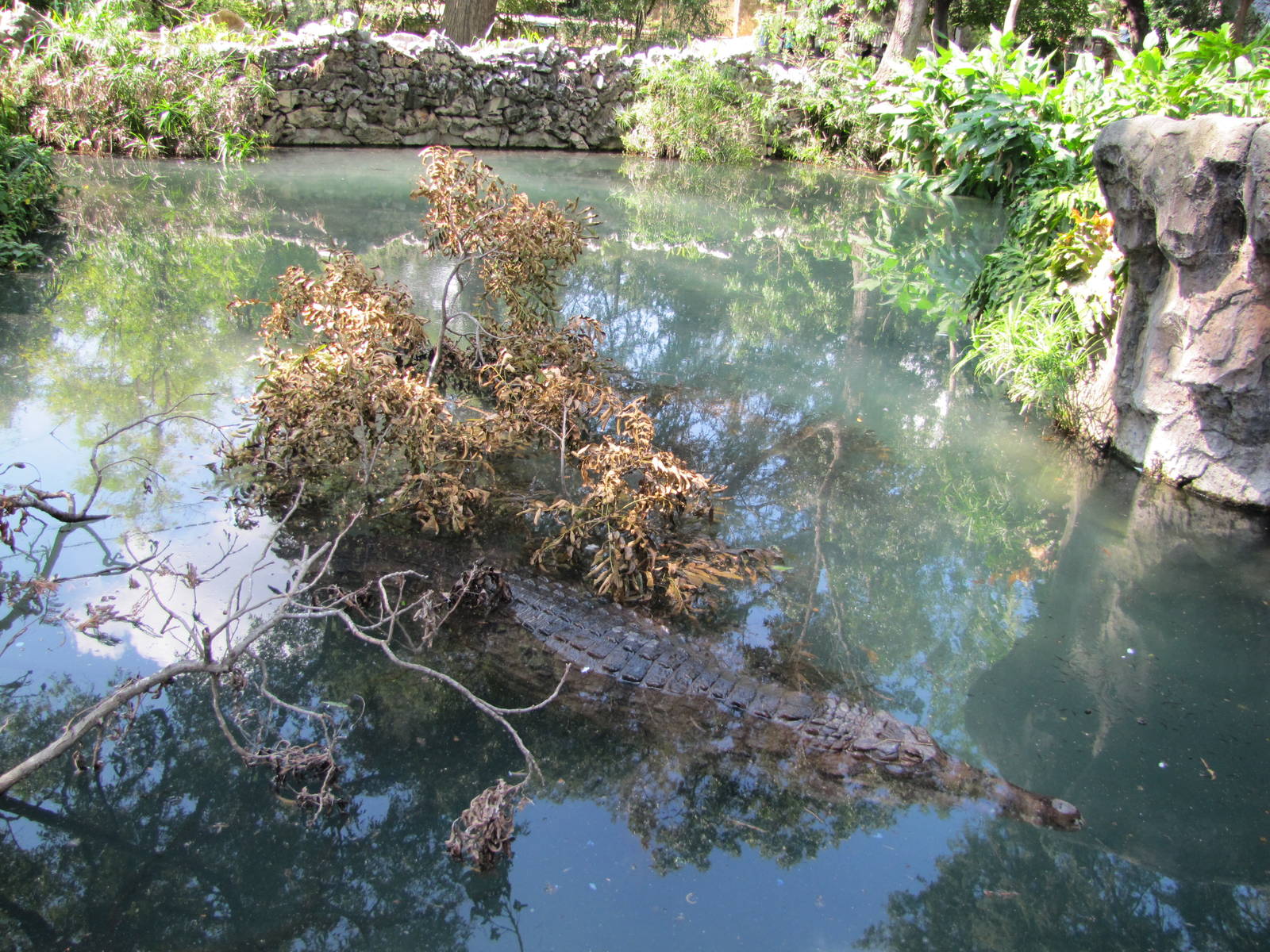 San Antonio Zoo 2010 - False Ghavial exhibit
