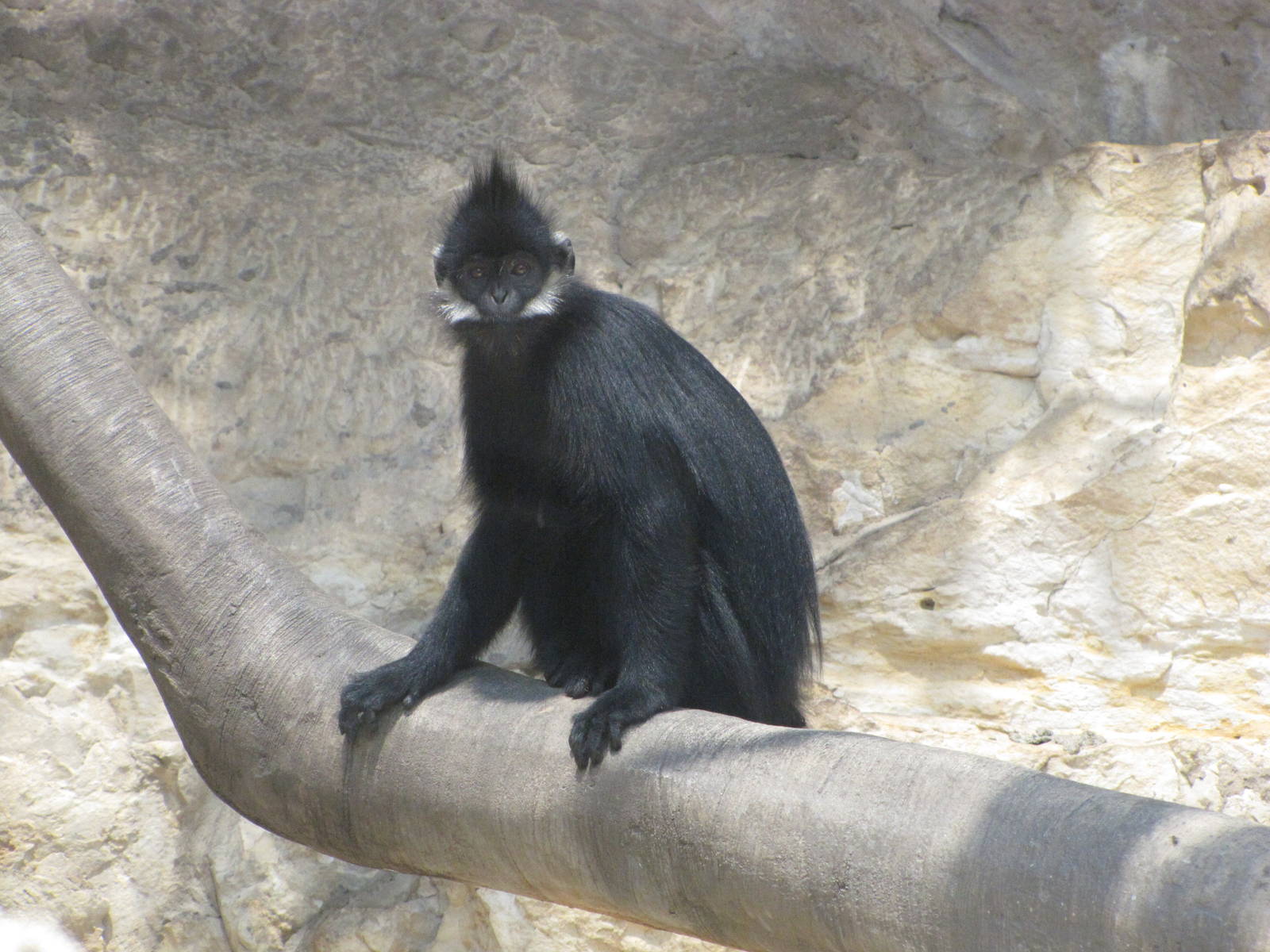 San Antonio Zoo 2010 - Francois Langur