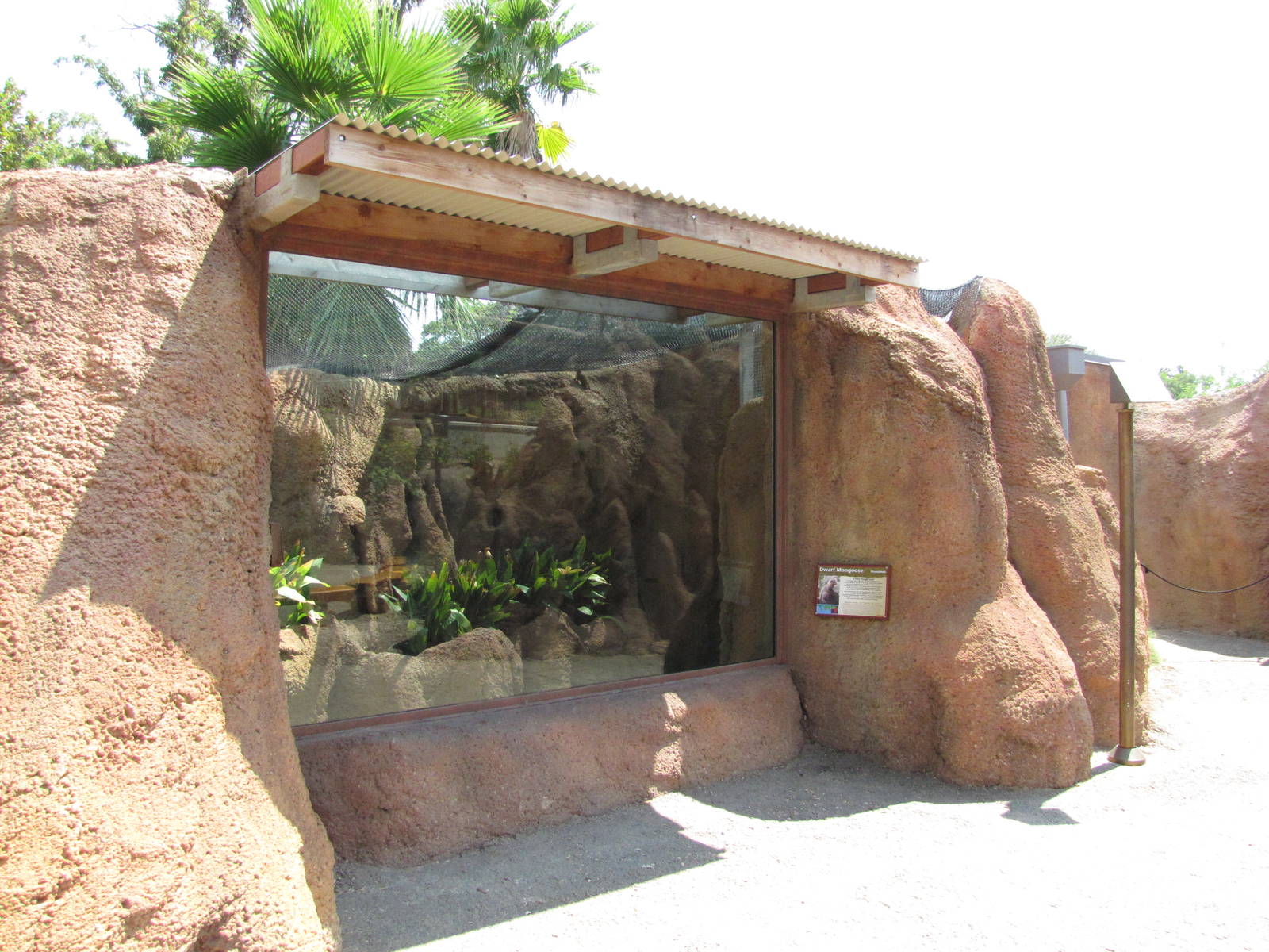 San Antonio Zoo 2010 - Front of Dwarf Mongoose exhibit in Africa Live