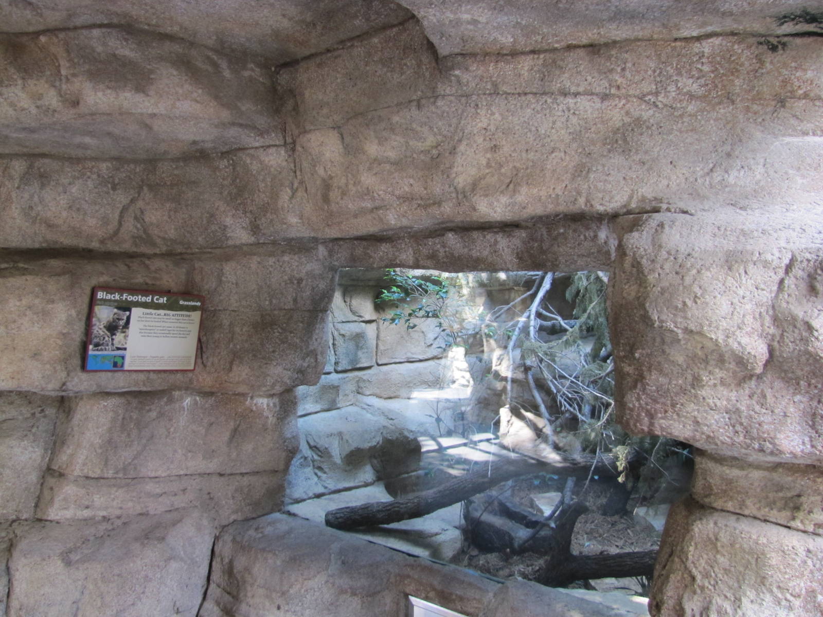 San Antonio Zoo 2010 - Front of the Black-footed Cat exhibit in Cats of the