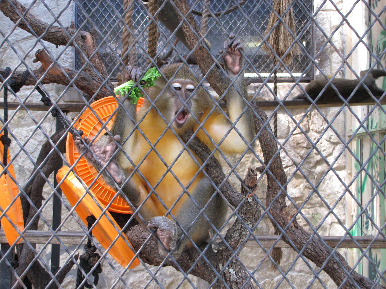 San Antonio Zoo 2010 - Golden-bellied Mangabey