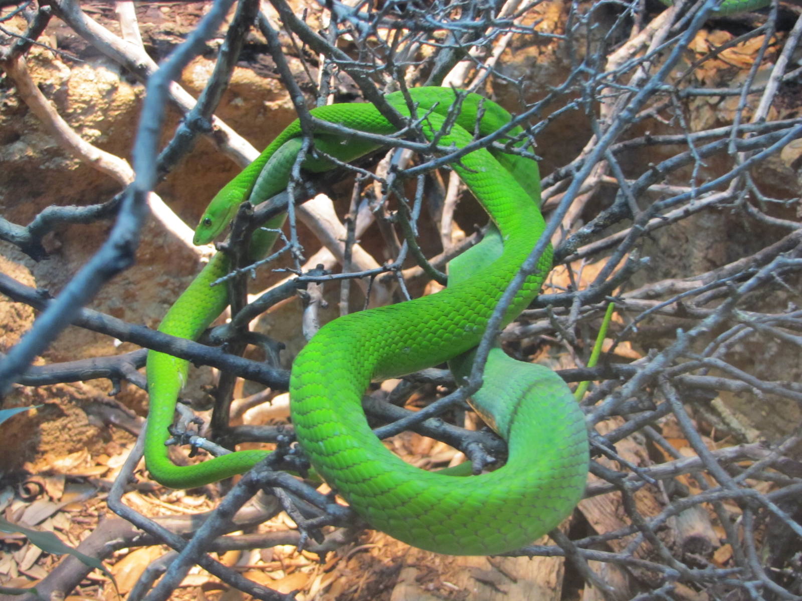 San Antonio Zoo 2010 - Green Mamba in Africa Live