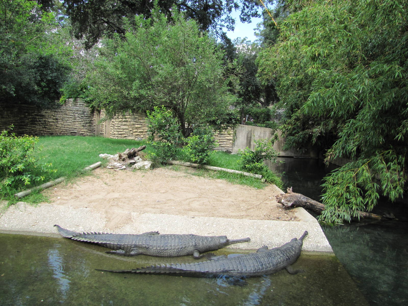 San Antonio Zoo 2010 - Indian Gavial