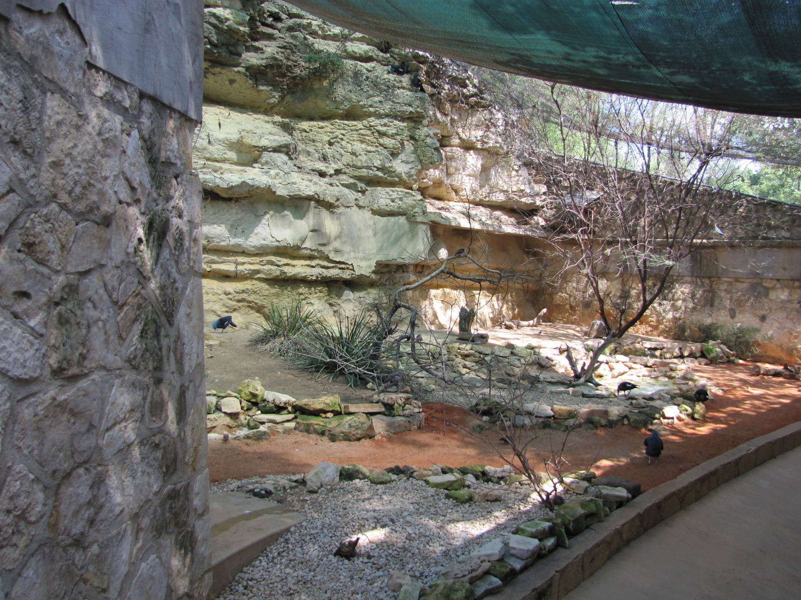 San Antonio Zoo 2010 - Inside the Australian Aviary