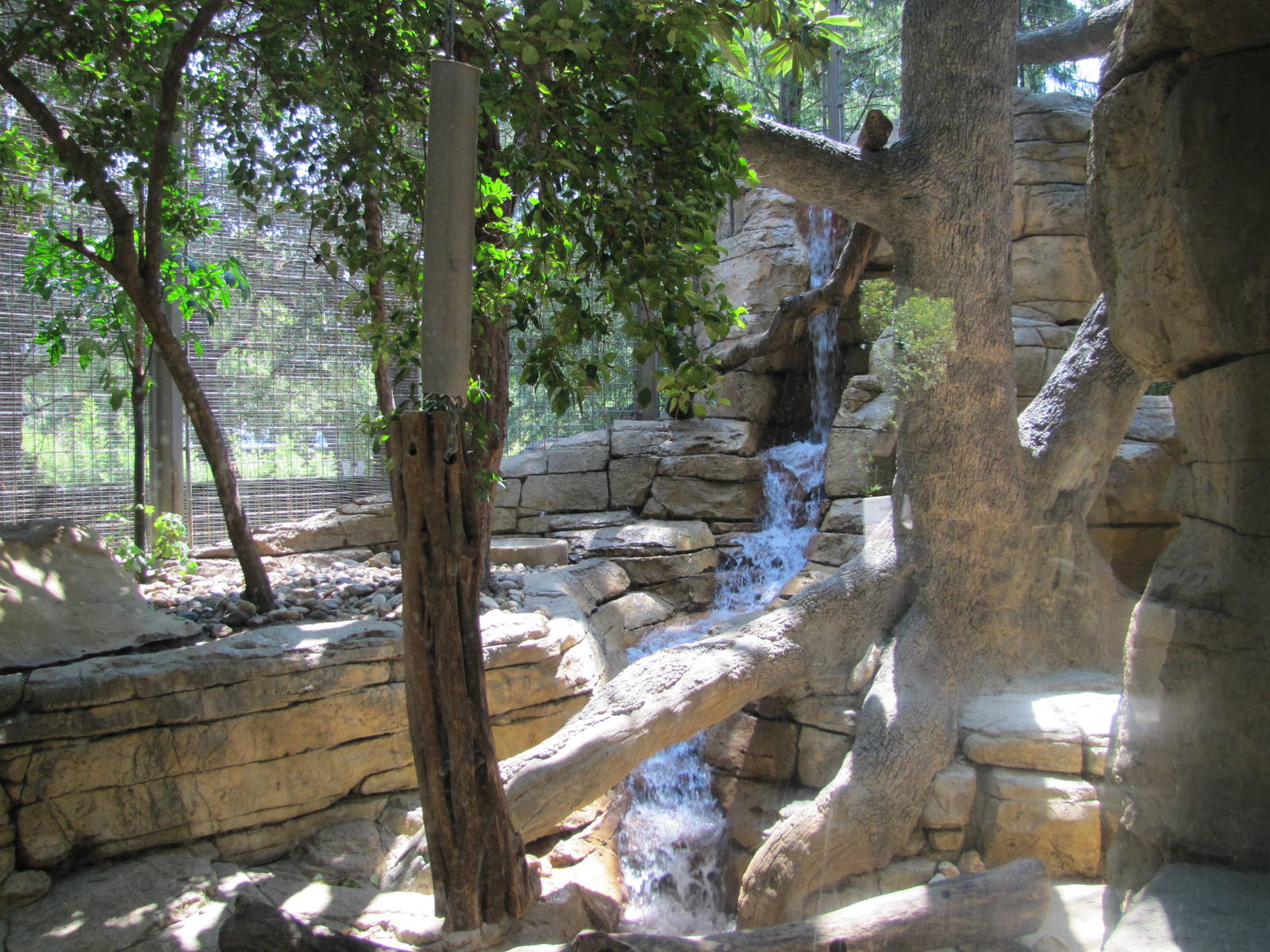 San Antonio Zoo 2010 - Inside the Jaguar exhibit in the Amazonia Rain Fores