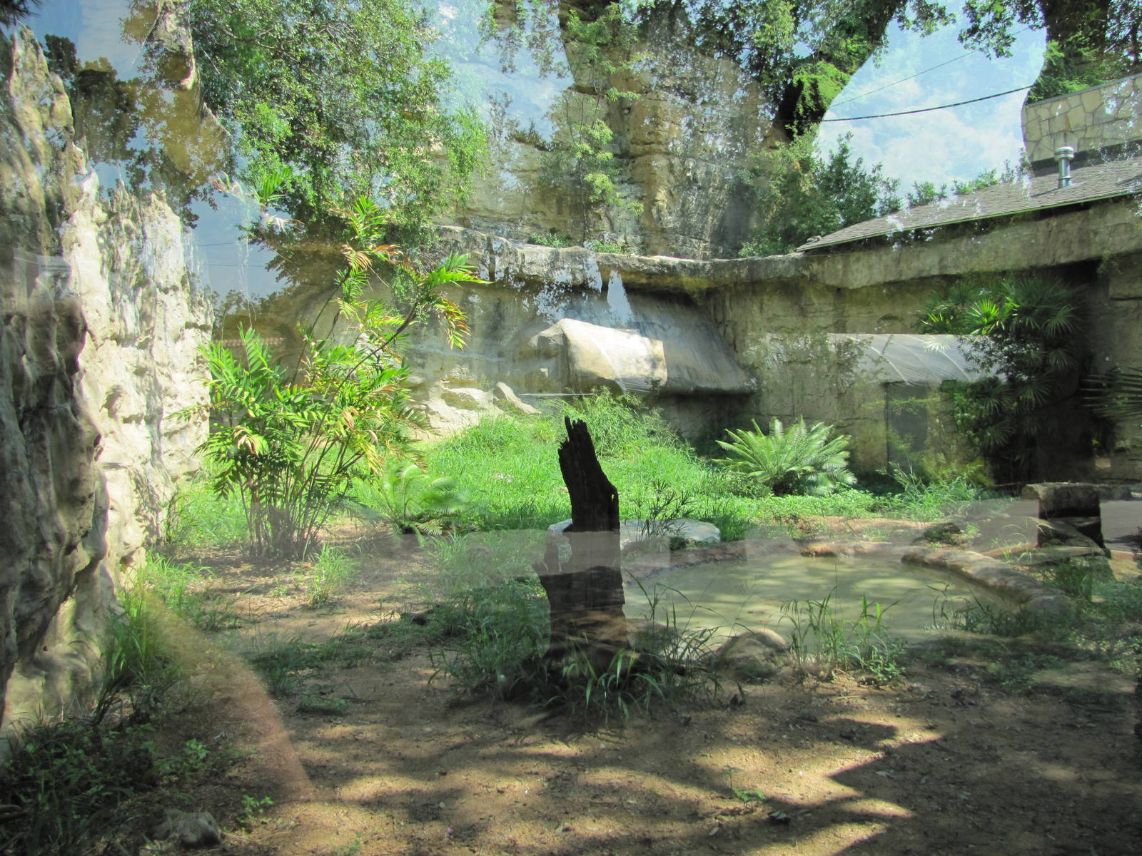 San Antonio Zoo 2010 - Inside the Komodo Dragon exhibit