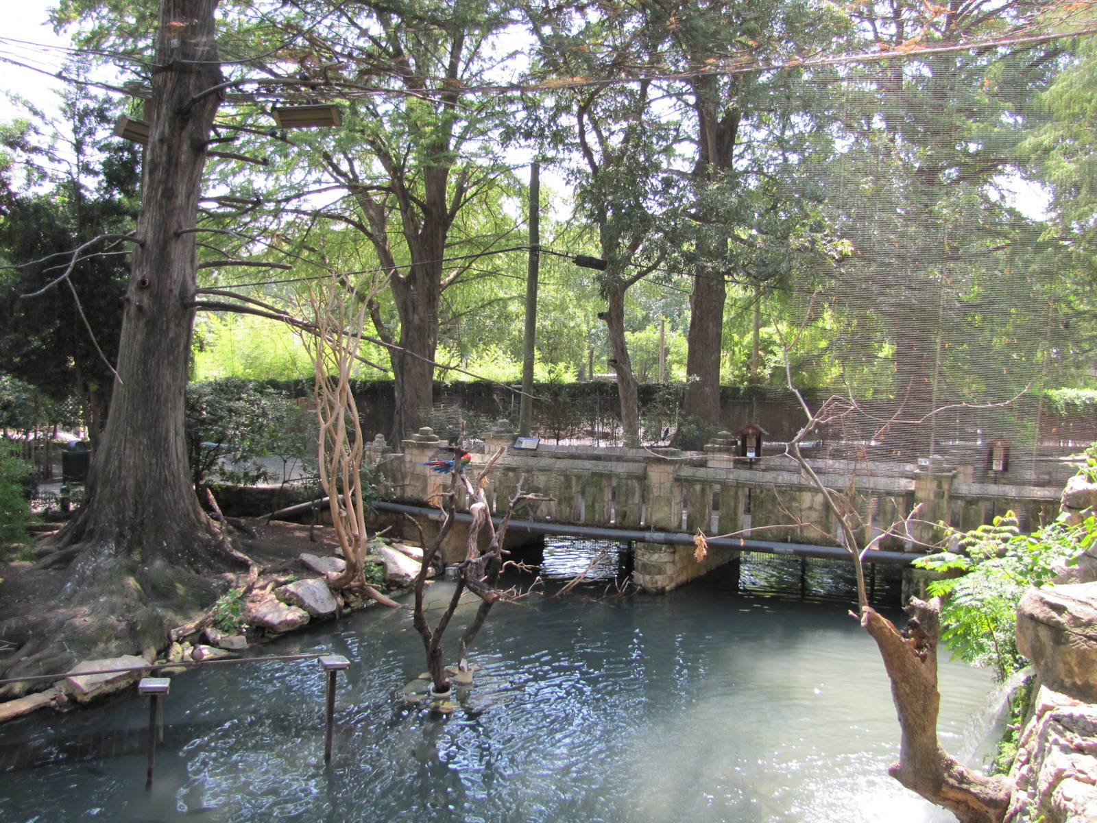 San Antonio Zoo 2010 - Inside the mixed exhibit in the Amazonia Rain Forest