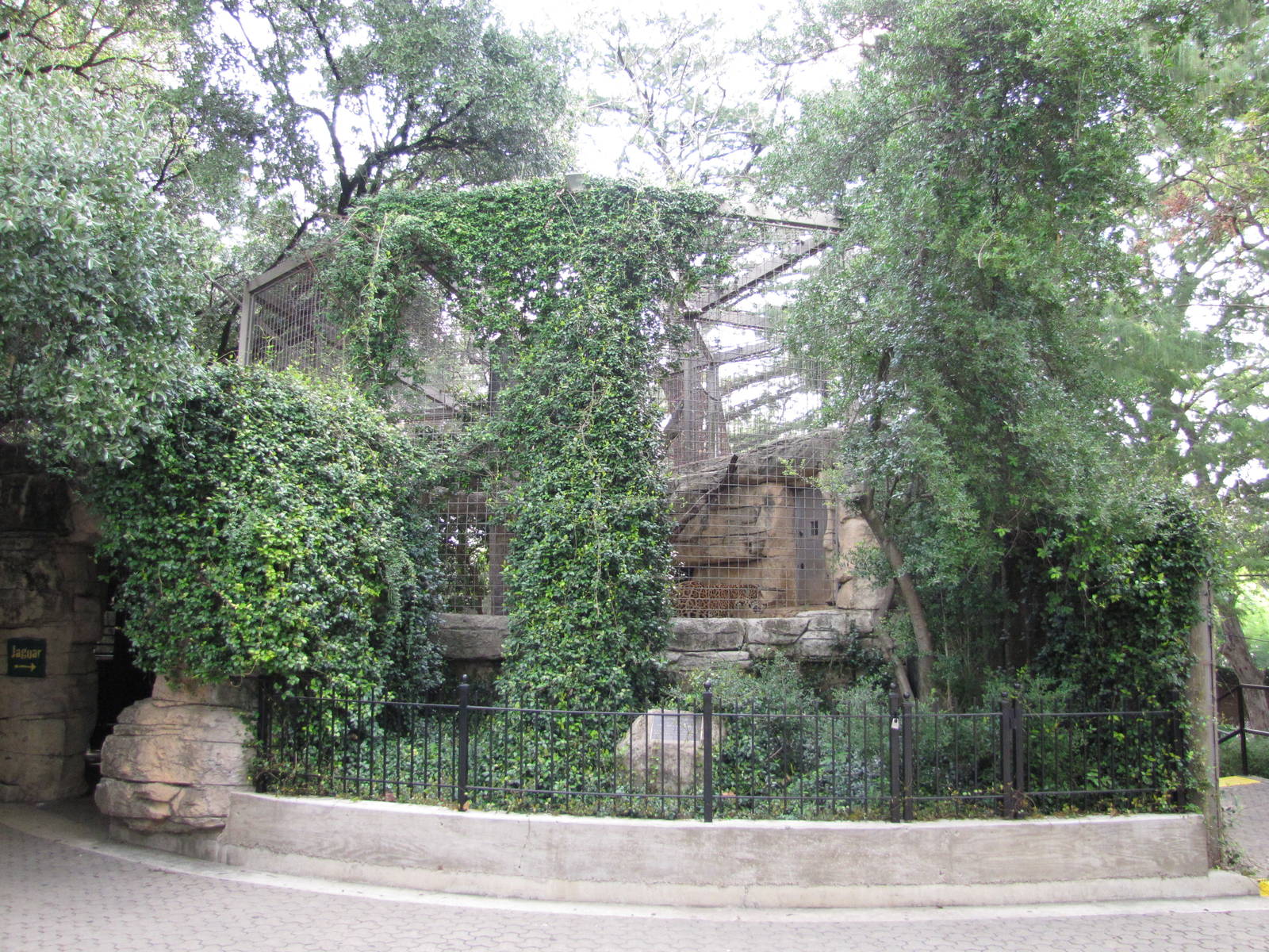 San Antonio Zoo 2010 - Jaguar exhibit in the Amazonia Rain Forest