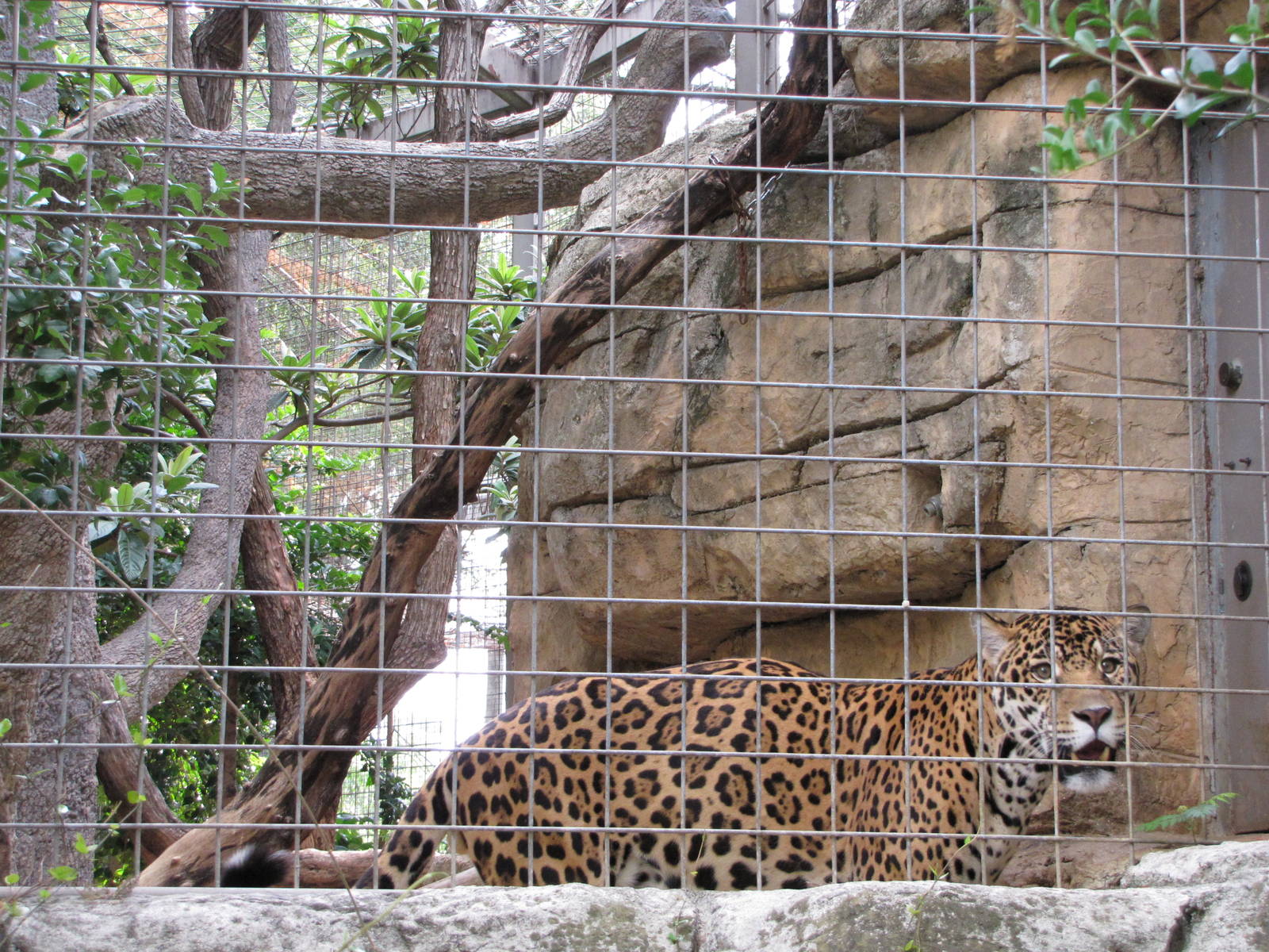 San Antonio Zoo 2010 - Jaguar in the Amazonia Rain Forest