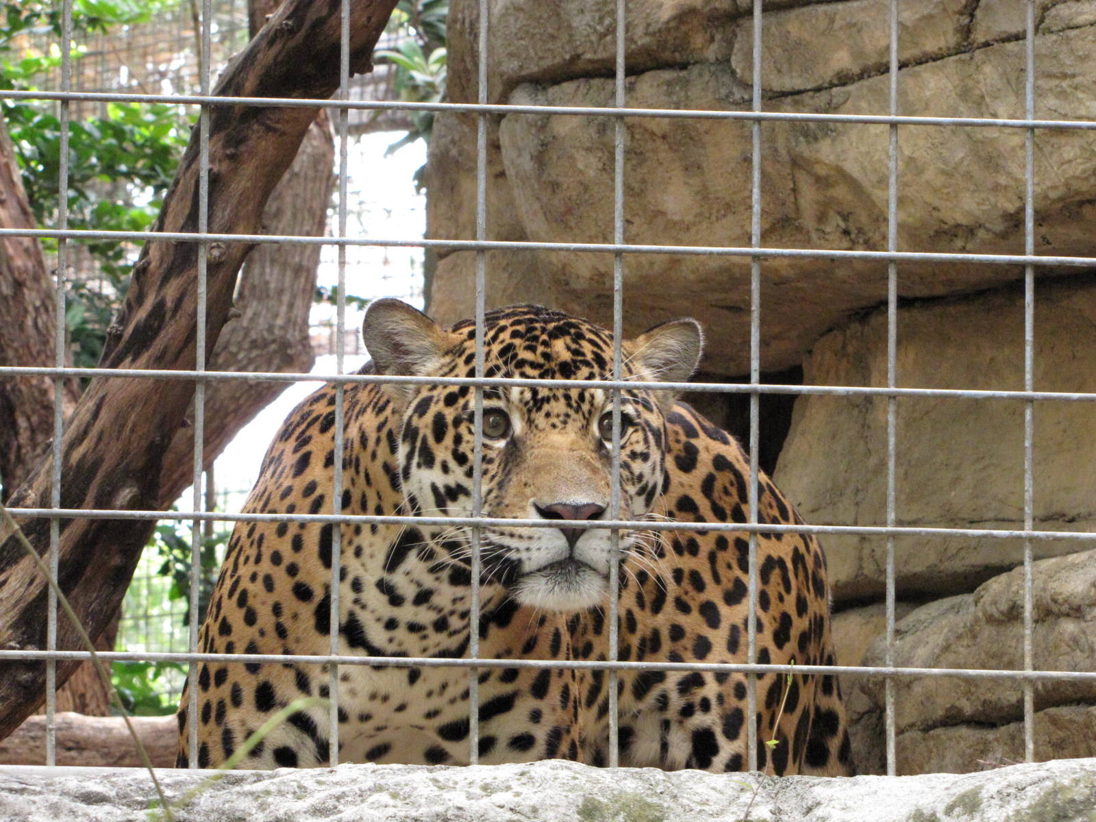 San Antonio Zoo 2010 - Jaguar in the Amazonia Rain Forest