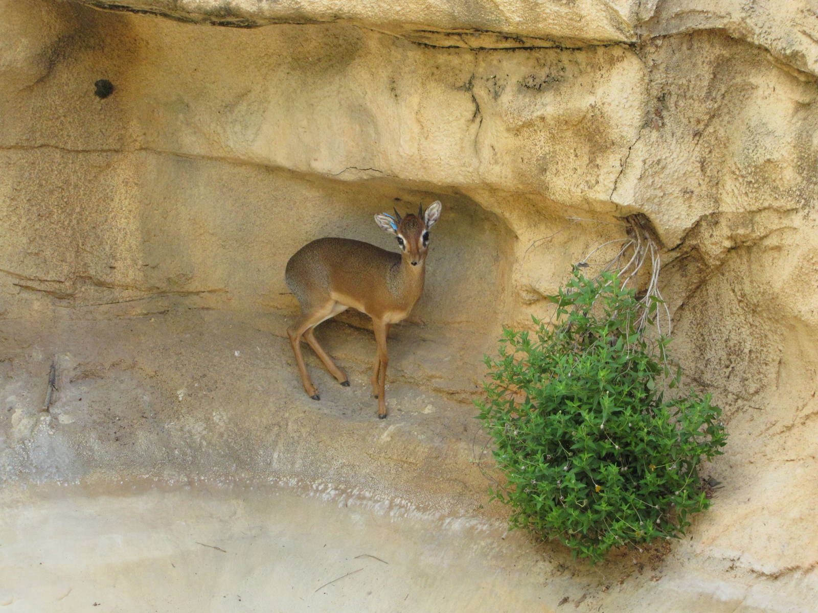 San Antonio Zoo 2010 - Kirks Dik-Dik in the Rift Valley