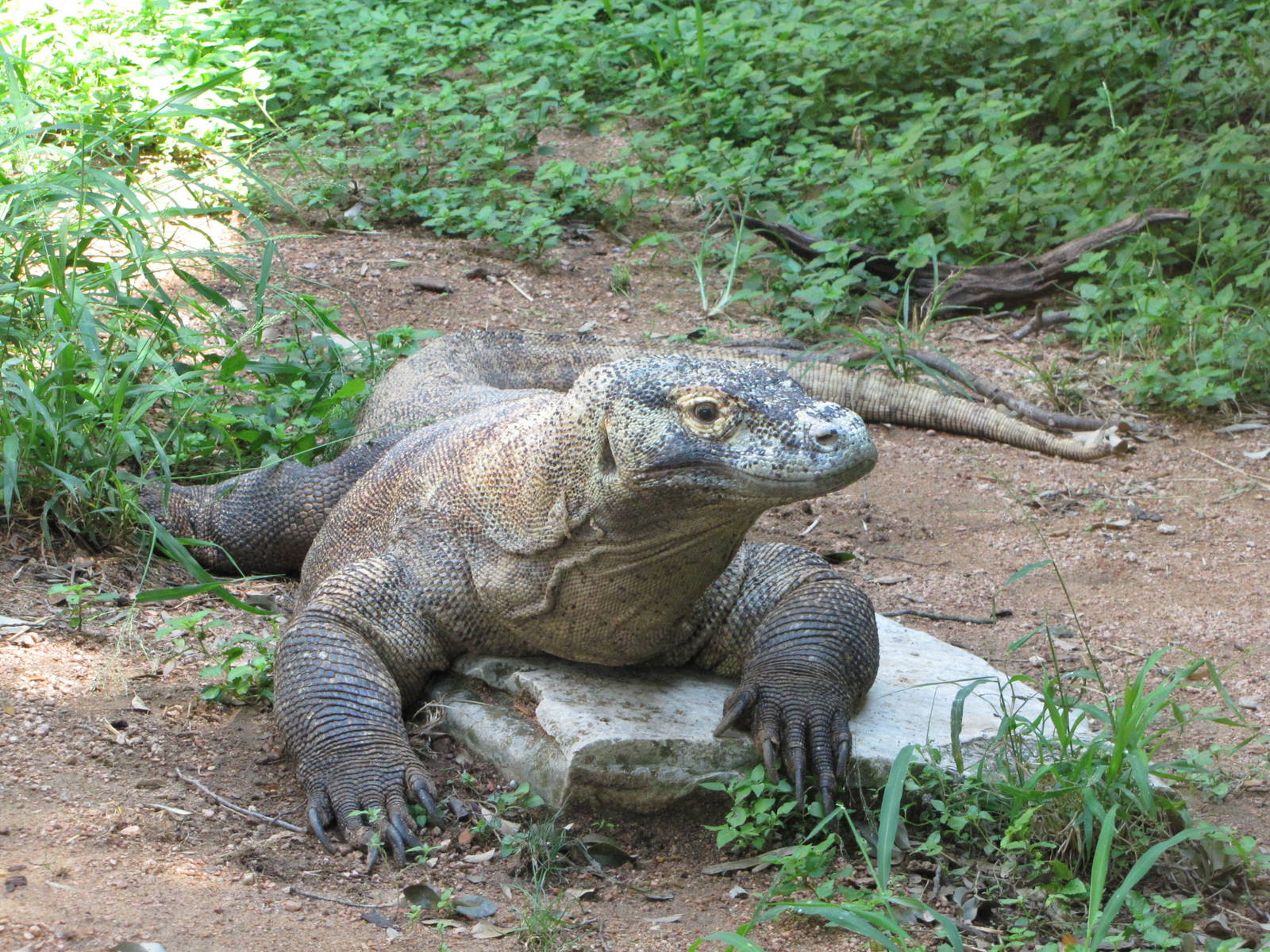 San Antonio Zoo 2010 - Komodo Dragon