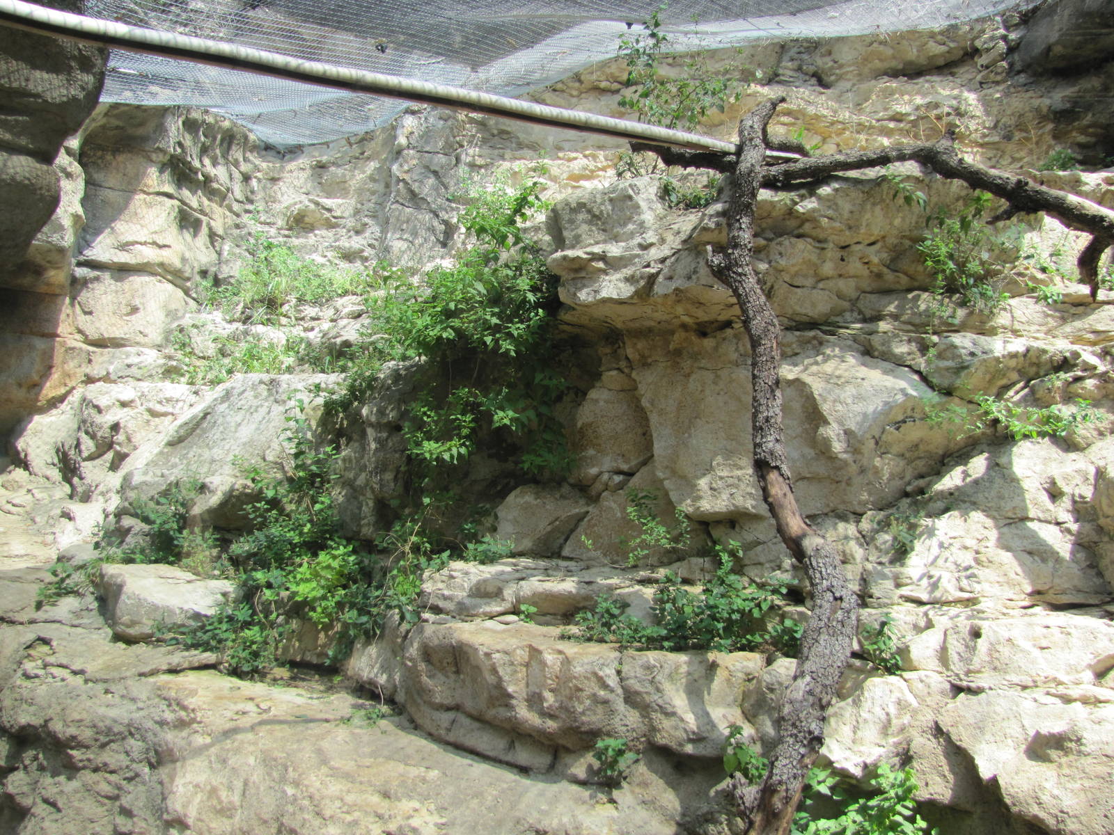 San Antonio Zoo 2010 - Left side of the Fossa exhibit in Cats of the World