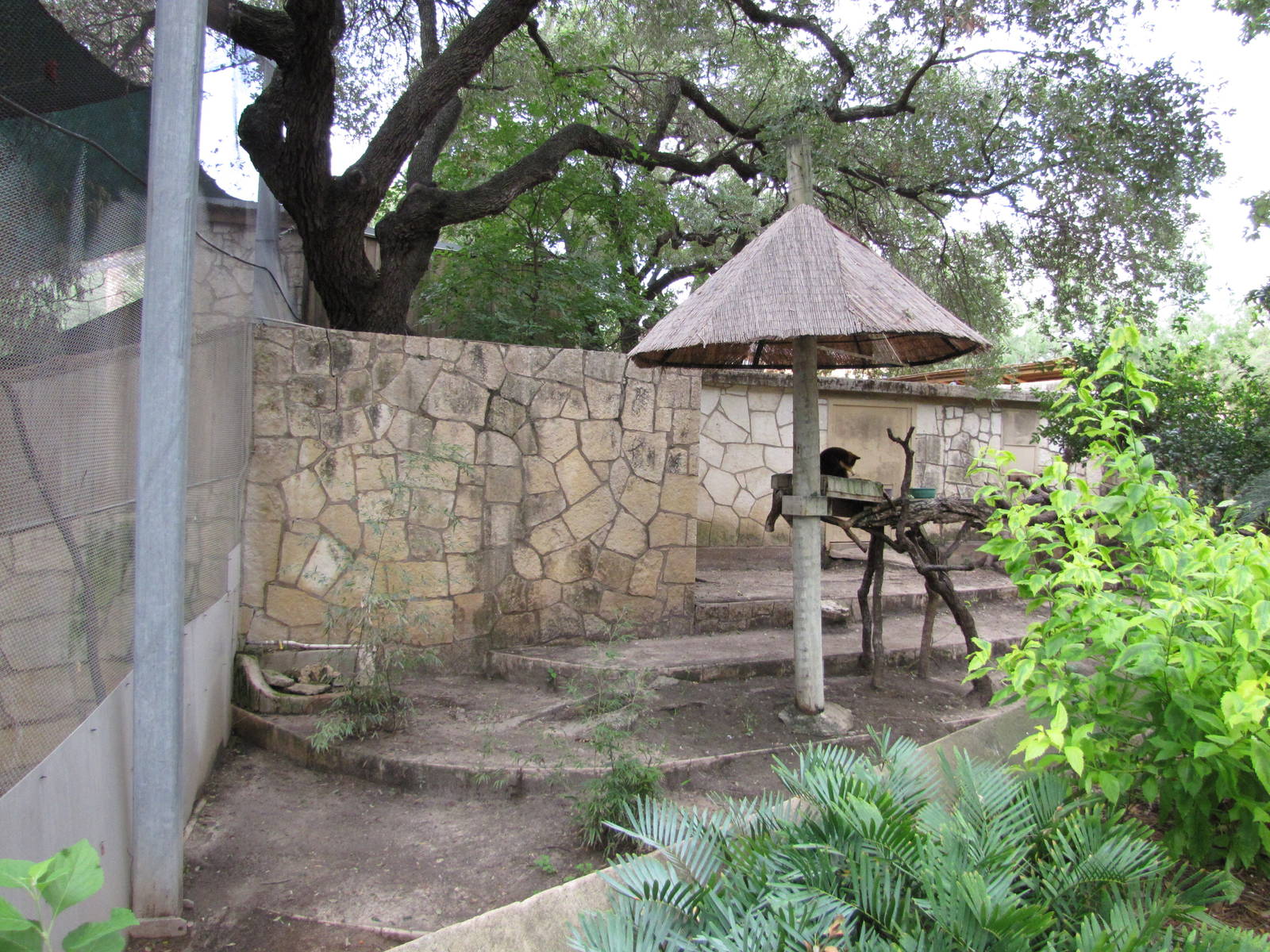 San Antonio Zoo 2010 - Left side of the Goodfellows Tree Kangaroo exhibit