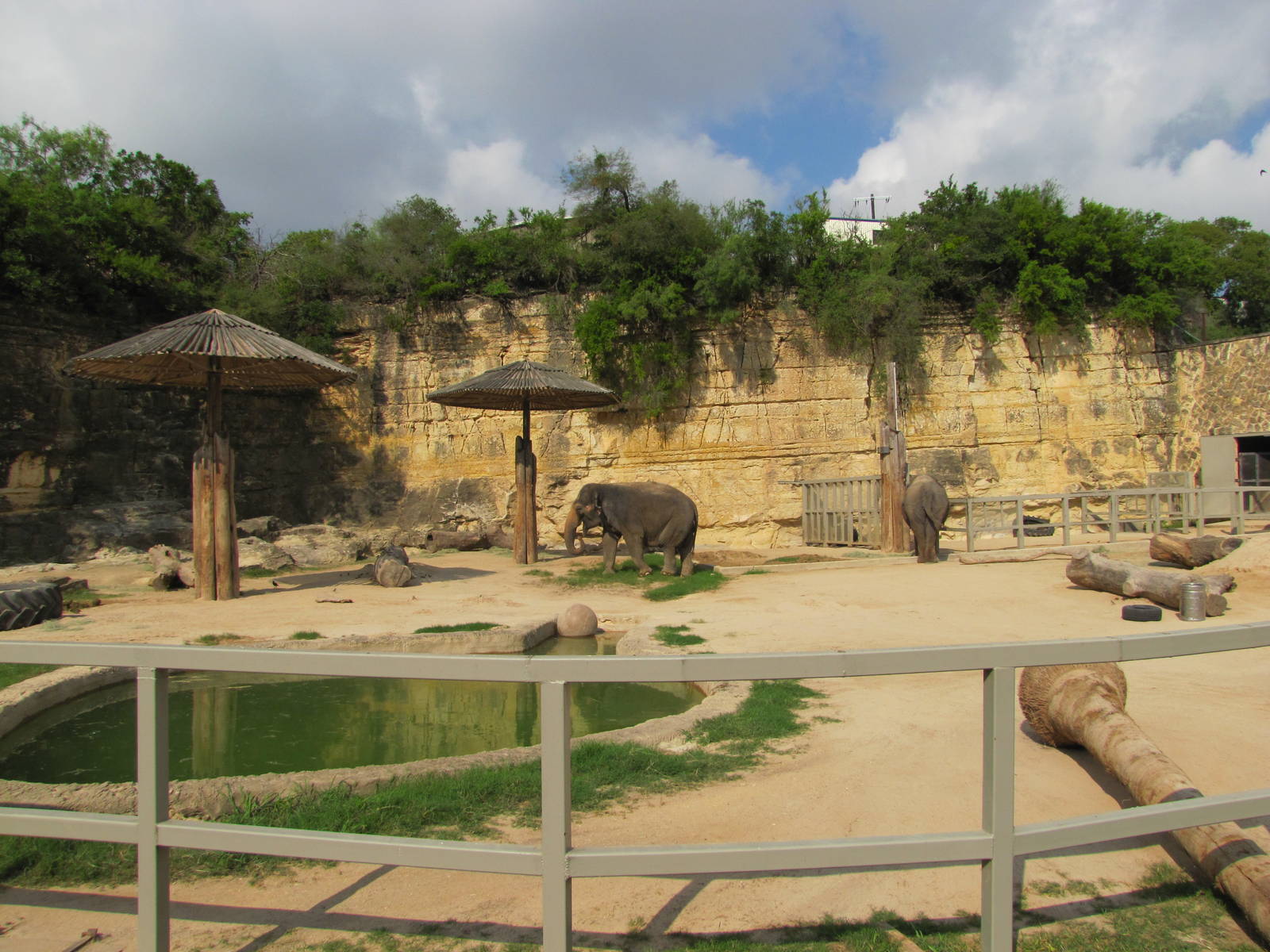 San Antonio Zoo 2010 - Middle part of the controversial Asiatic Elephant ex