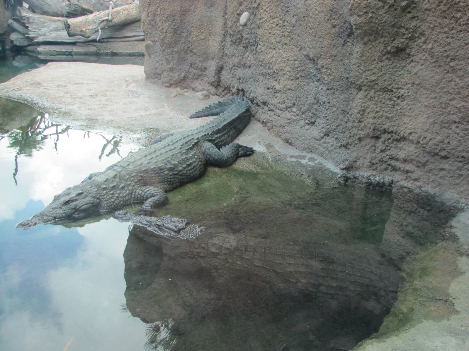San Antonio Zoo 2010 - Nile Crocodile in Africa Live