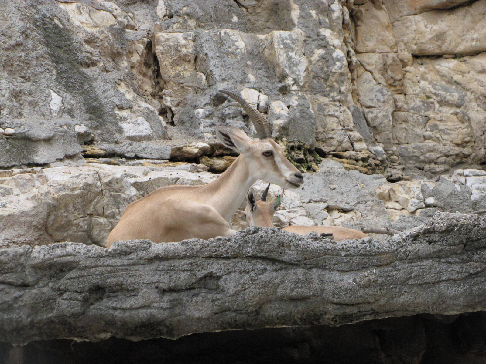 San Antonio Zoo 2010 - Nubian Ibex
