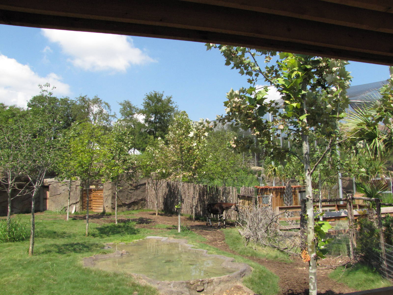San Antonio Zoo 2010 - Okapi exhibit in Africa Live