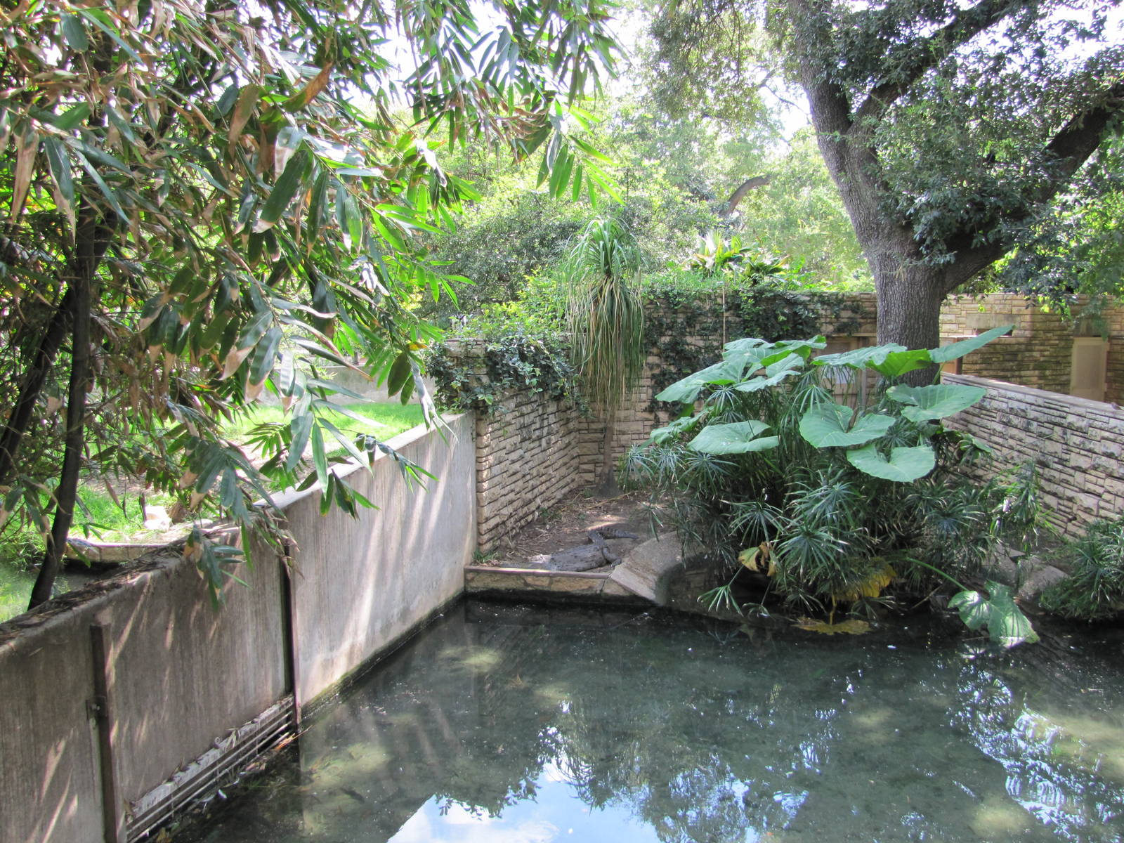 San Antonio Zoo 2010 - Orinoco Crocodile exhibit