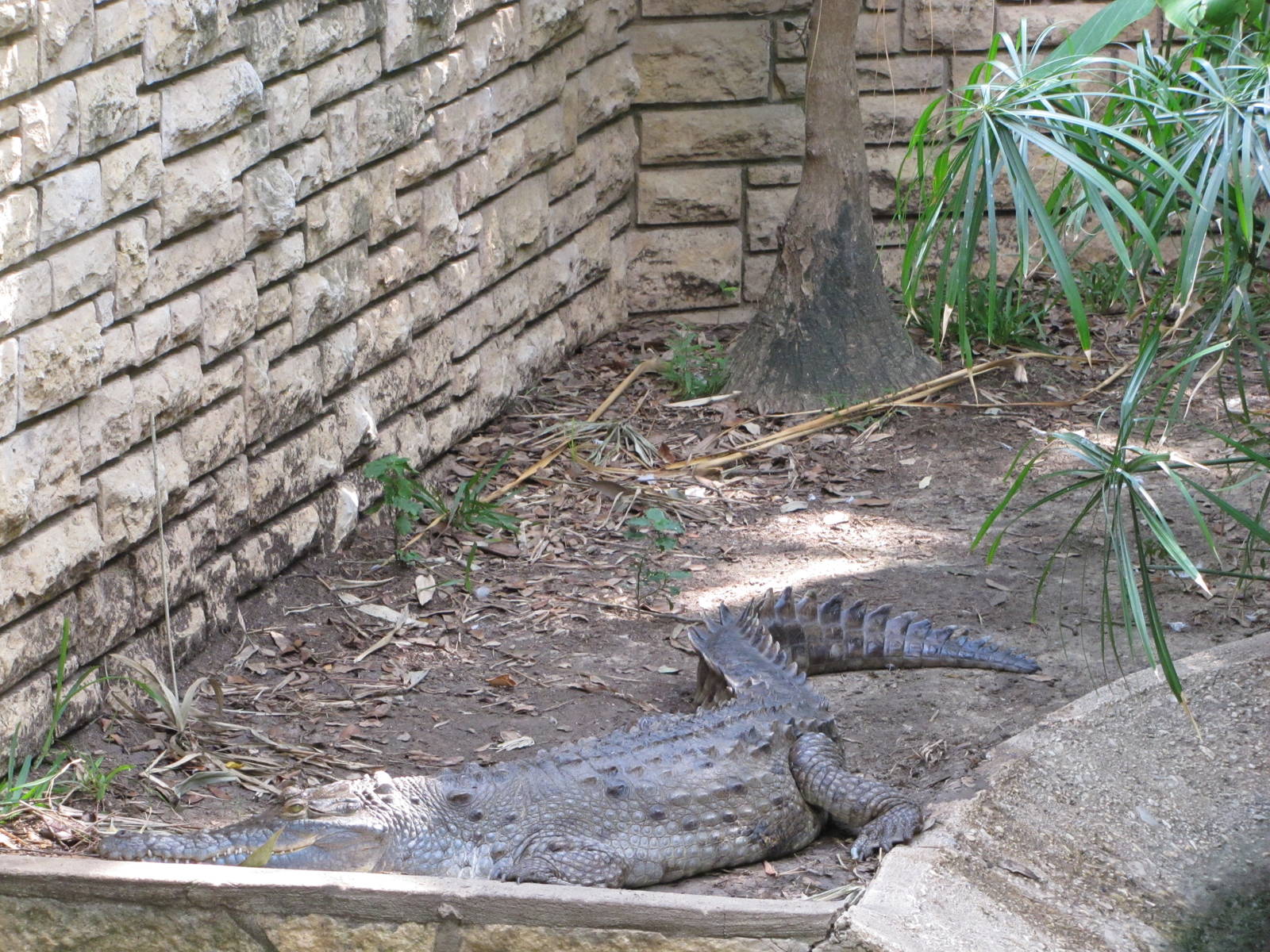 San Antonio Zoo 2010 - Orinoco Crocodile