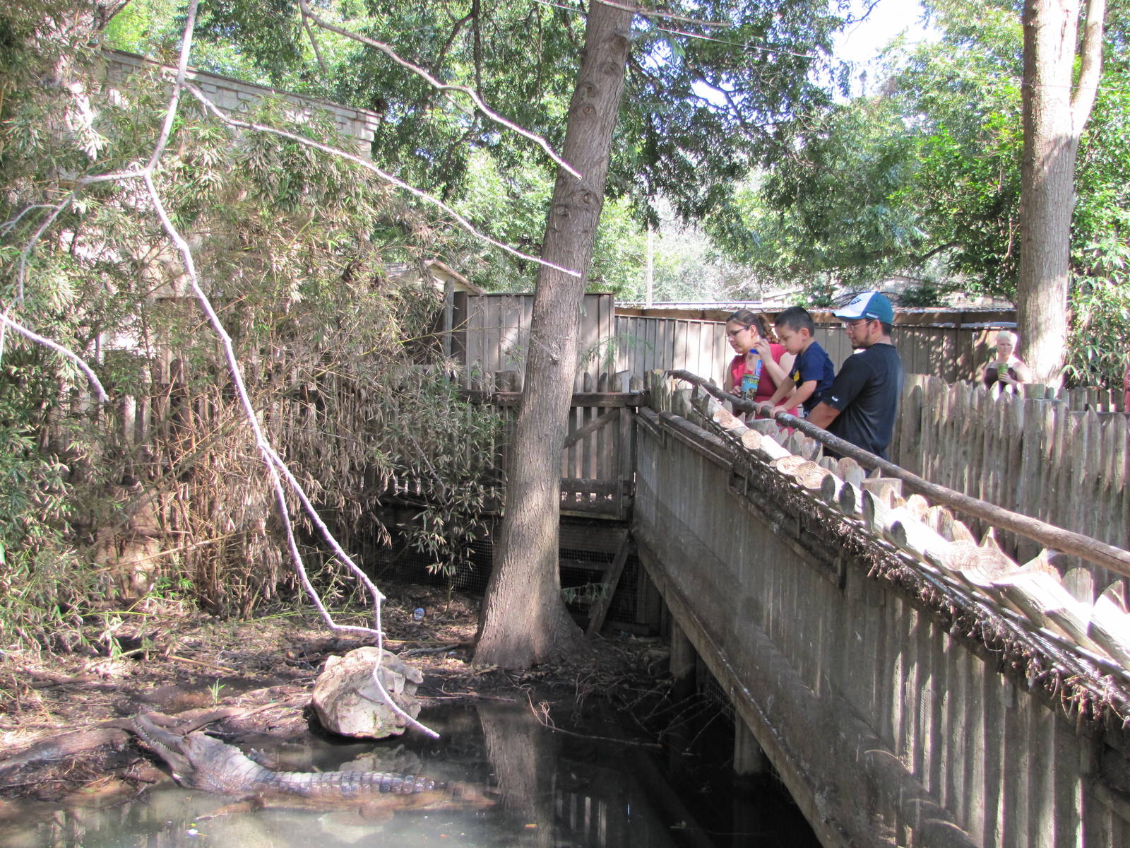 San Antonio Zoo 2010 - Part of a False Ghavial exhibit