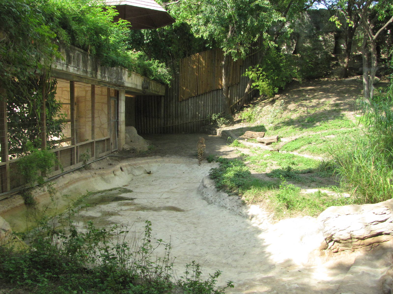 San Antonio Zoo 2010 - Part of Cheetah exhibit in the Rift Valley