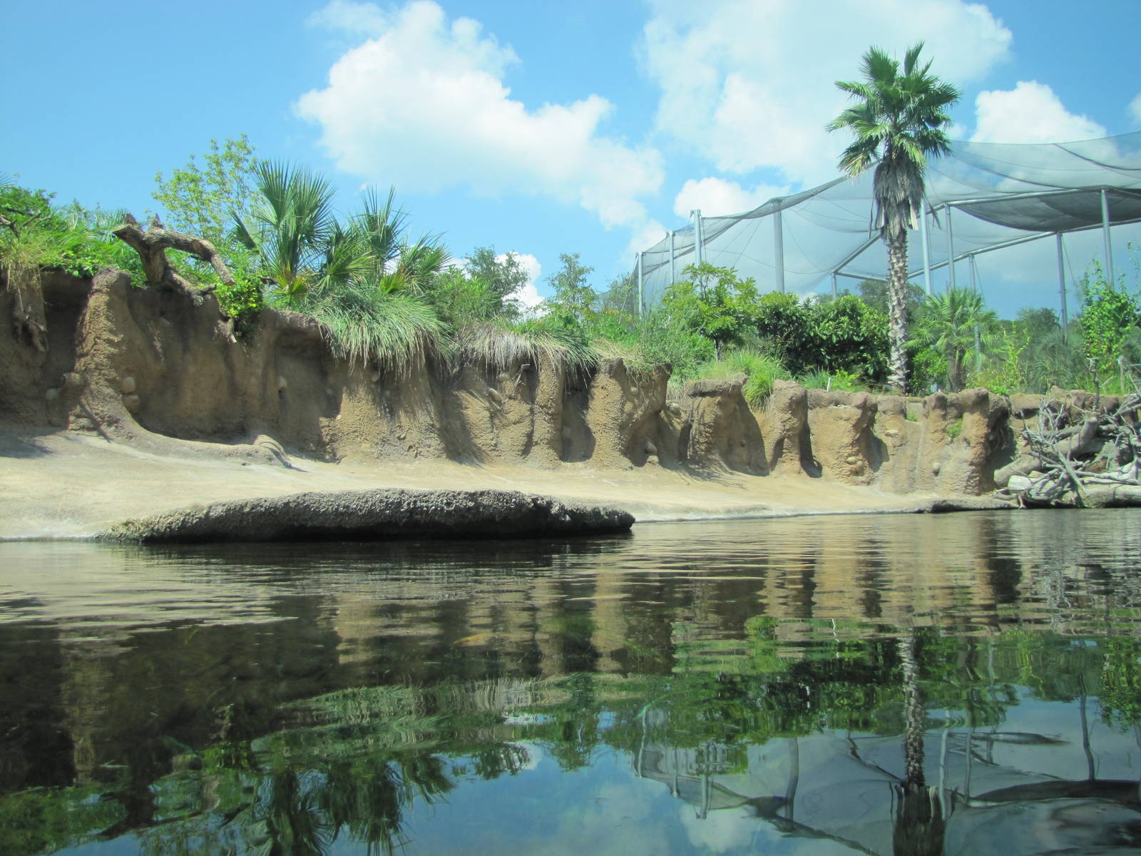 San Antonio Zoo 2010 - Part of Common Hippopotamus exhibit in Africa Live