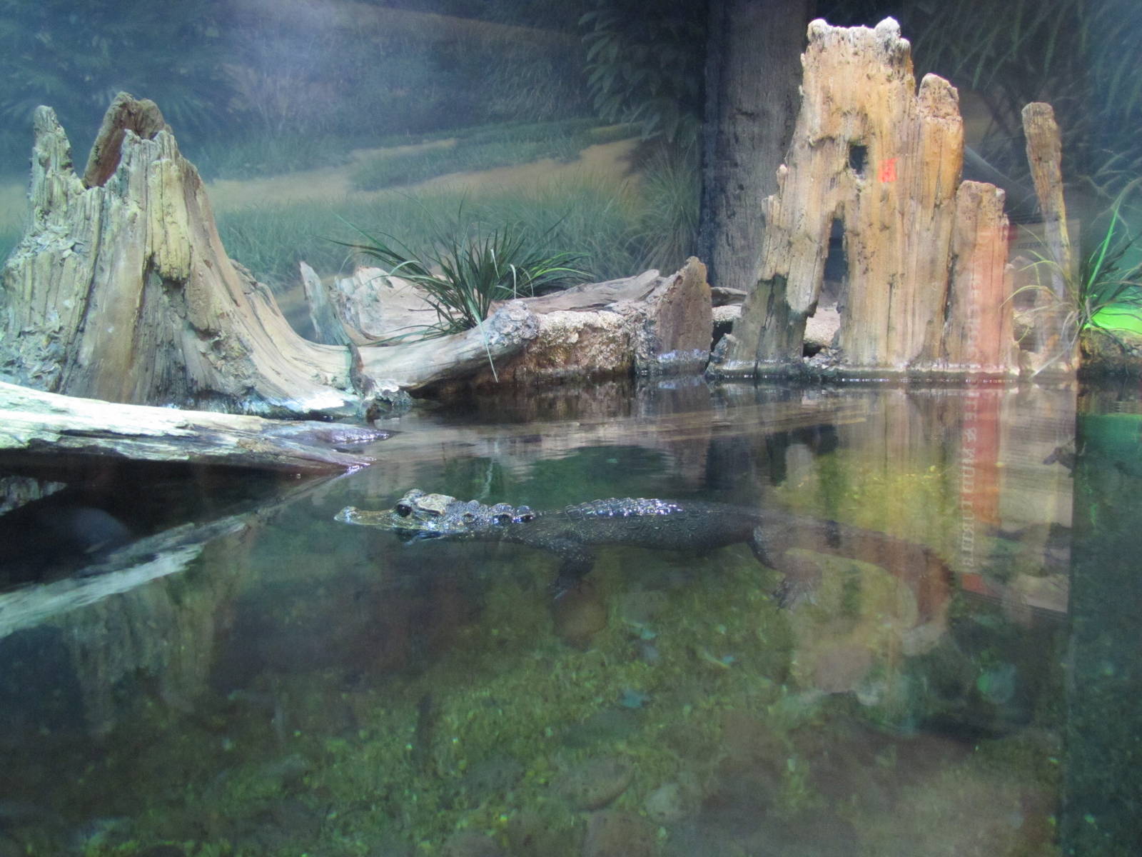 San Antonio Zoo 2010 - Part of Dwarf Crocodile exhibit in Africa Live