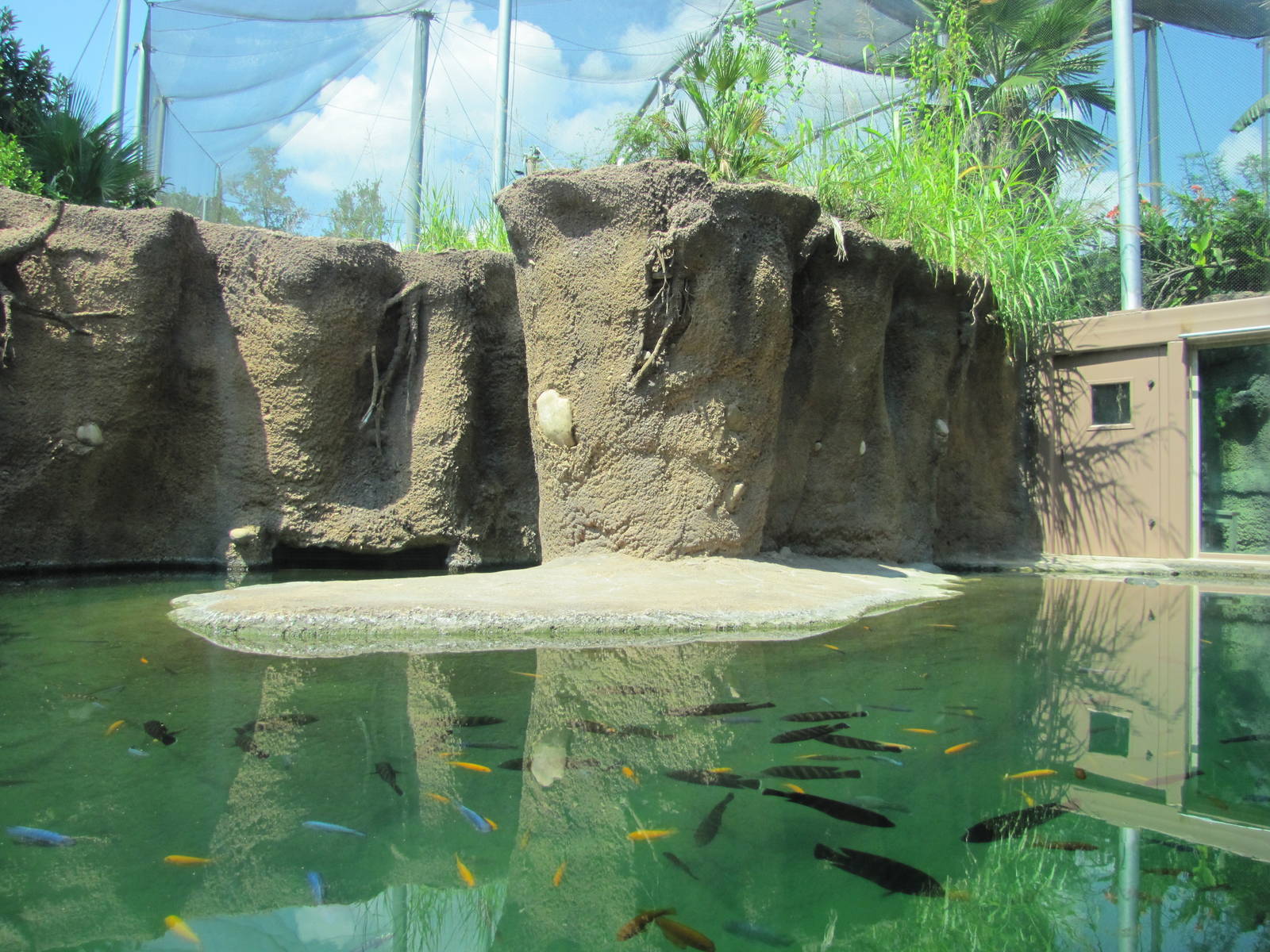 San Antonio Zoo 2010 - Part of Nile Crocodile exhibit in Africa Live