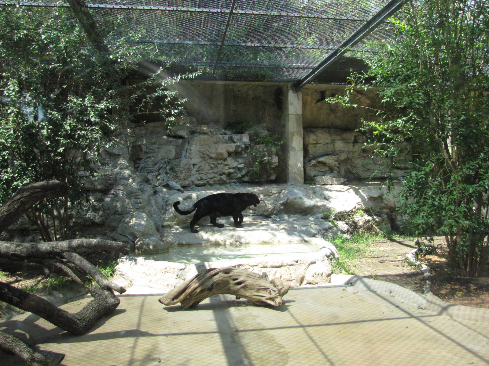 San Antonio Zoo 2010 - Part of the Black Panther exhibit