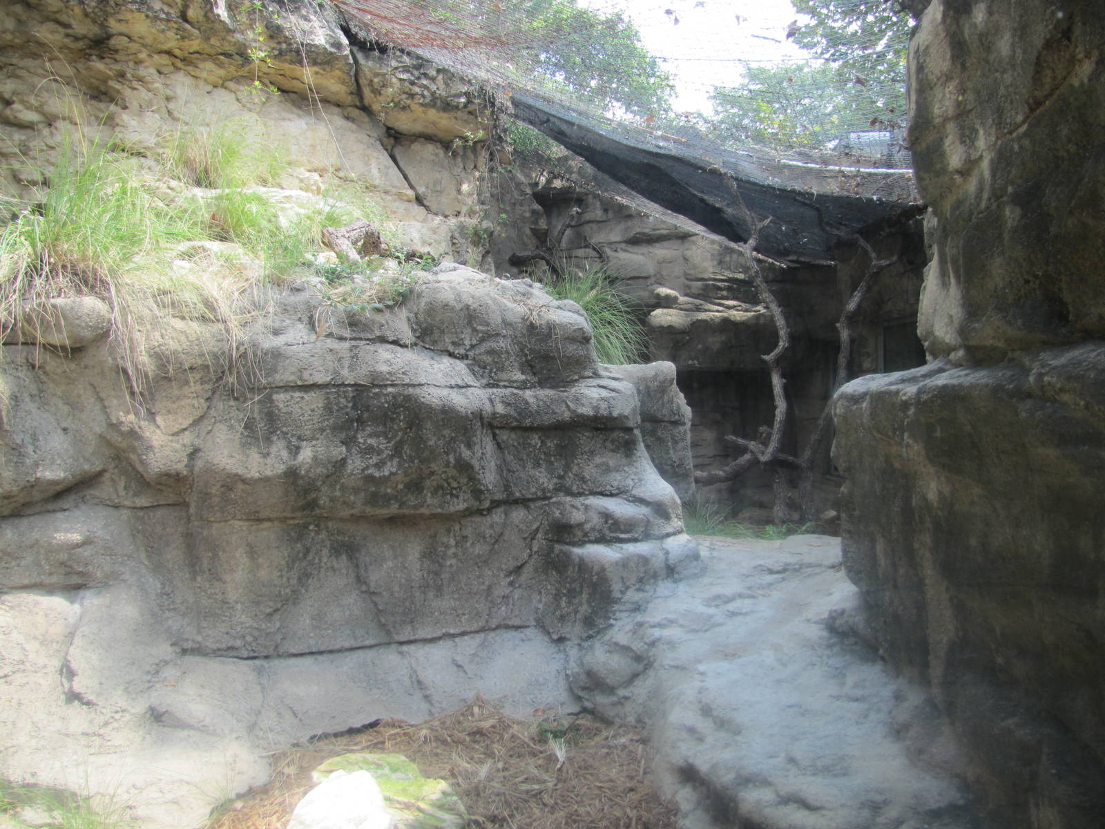 San Antonio Zoo 2010 - Part of the Clouded Leopard exhibit in Cats of the W