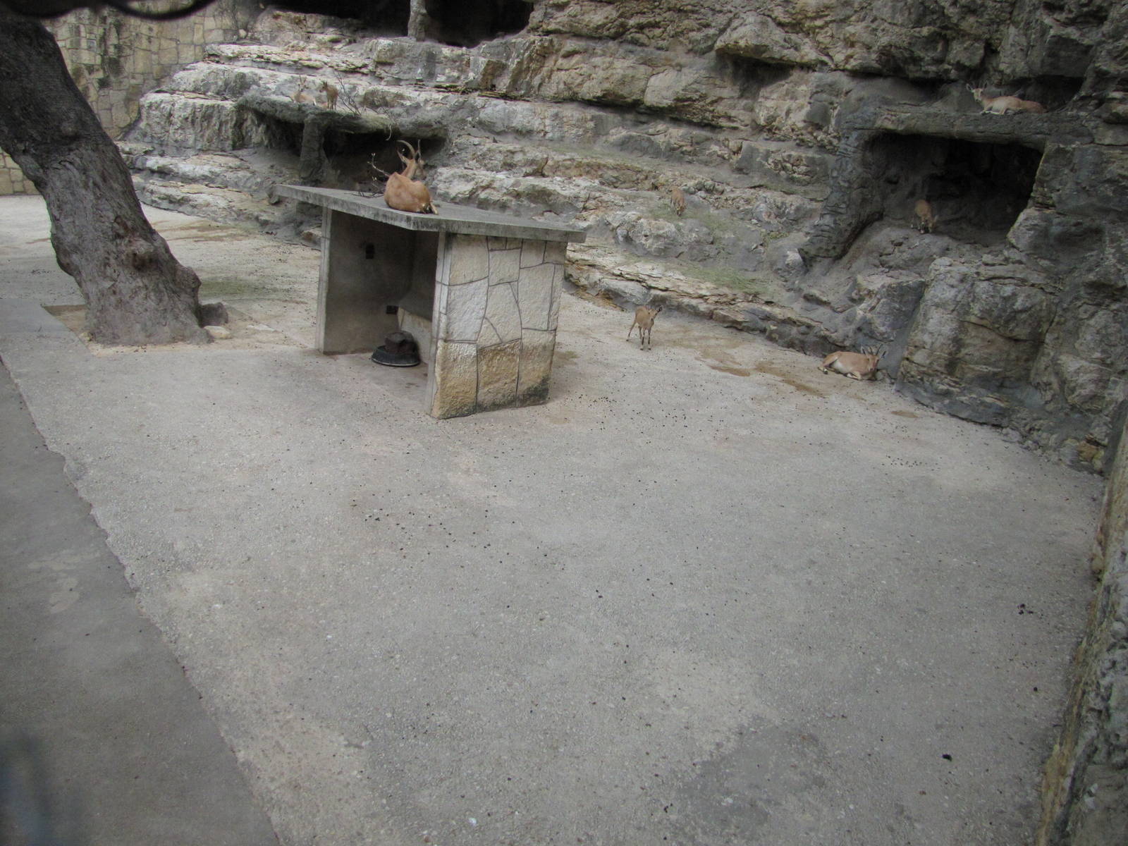 San Antonio Zoo 2010 - Part of the Nubian Ibex exhibit