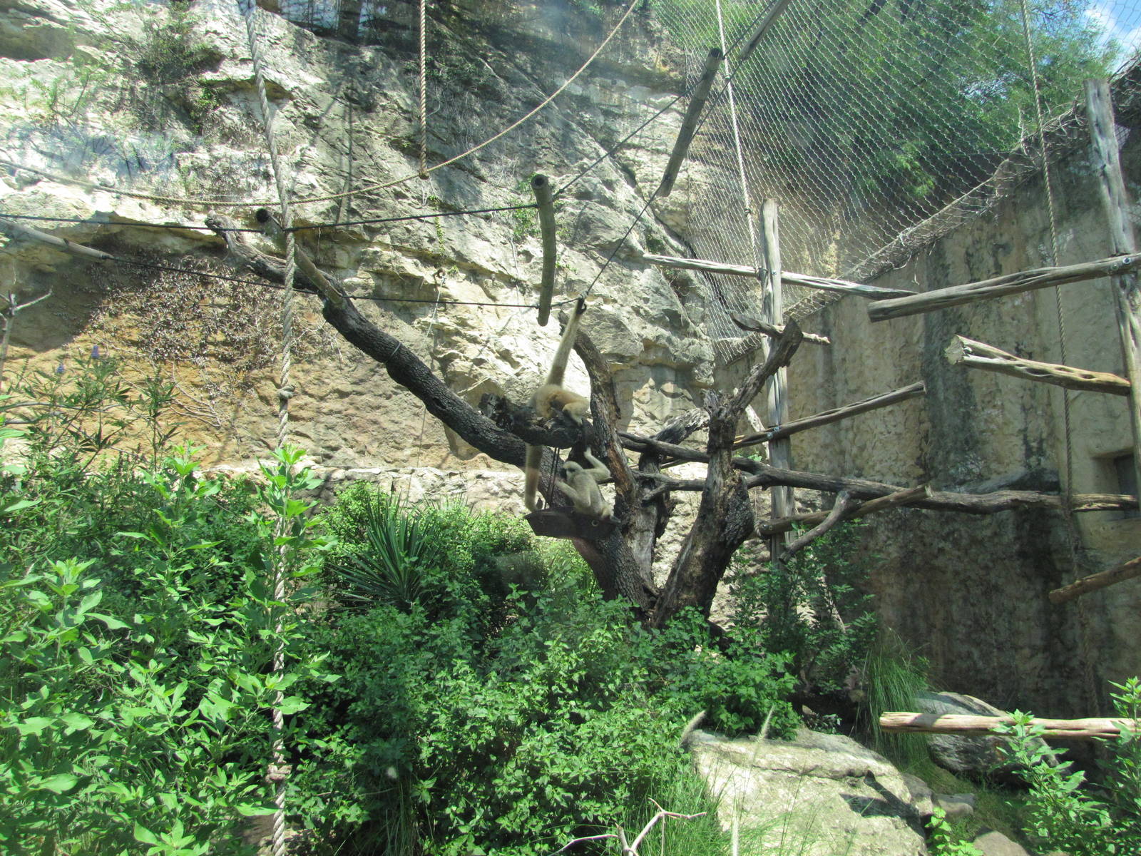 San Antonio Zoo 2010 - Part of the White-cheeked Gibbon exhibit