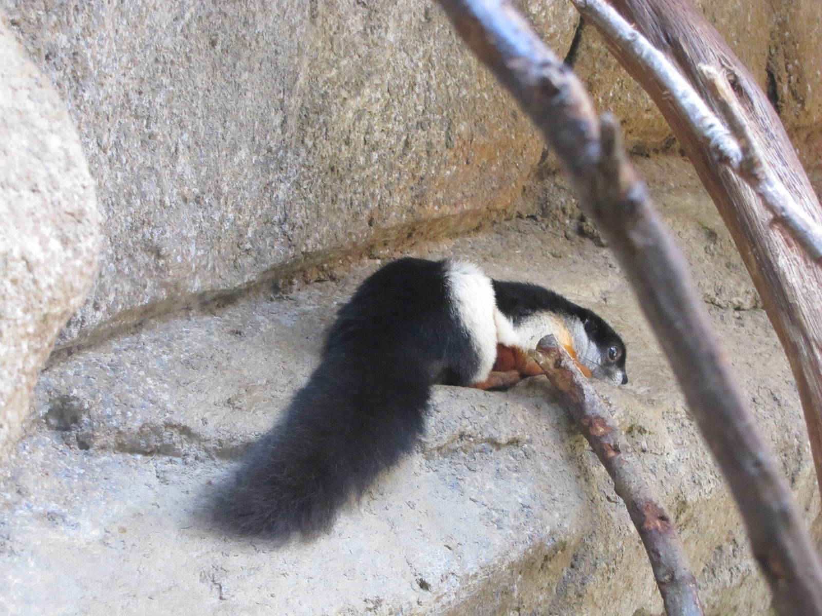 San Antonio Zoo 2010 - Prevosts Squirrel in Cats of the World
