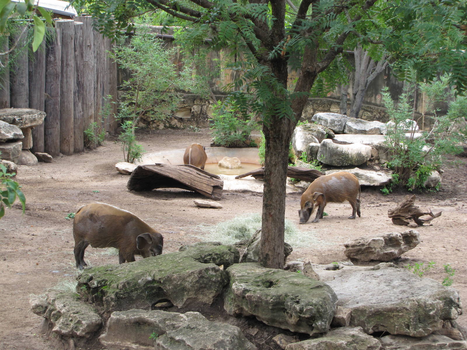 San Antonio Zoo 2010 - Red River Hogs