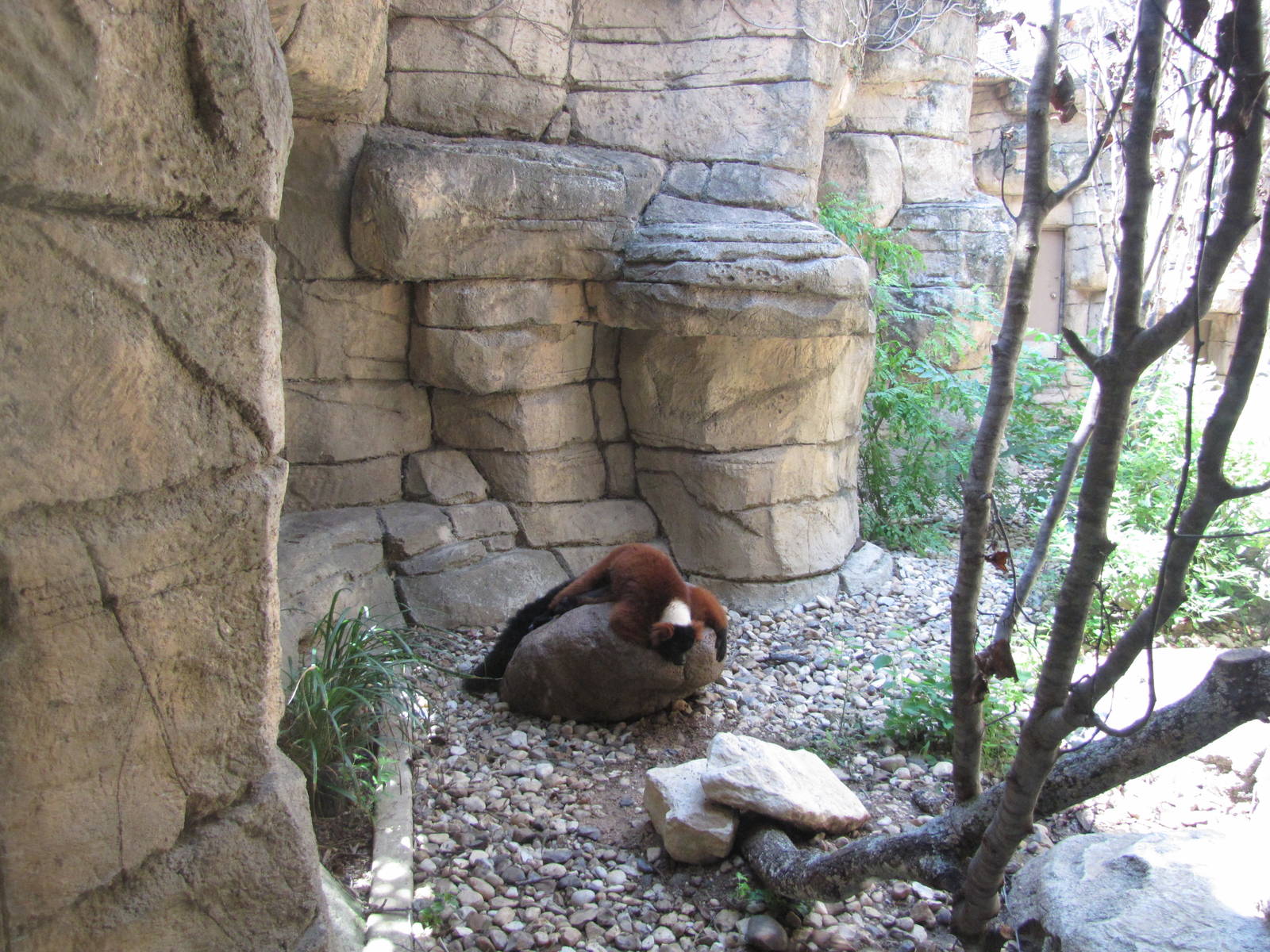 San Antonio Zoo 2010 - Red-ruffed Lemur in Cats of the World