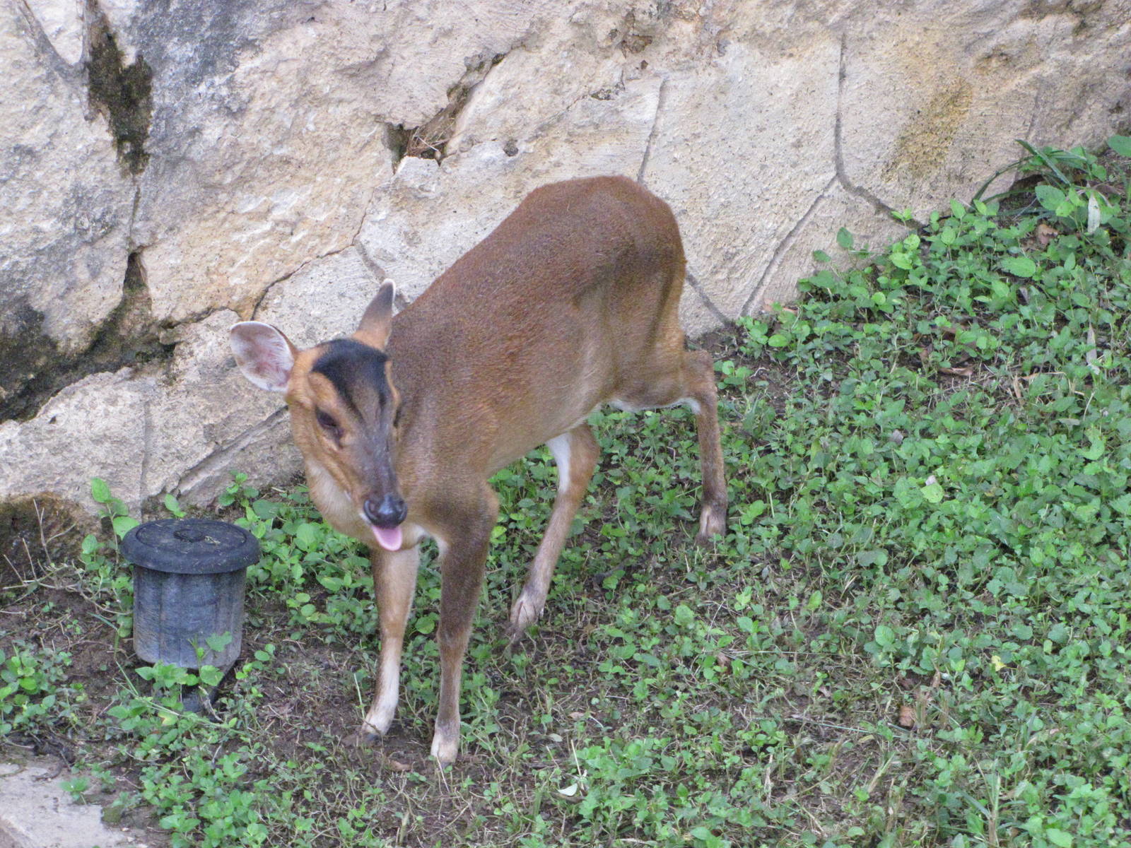 San Antonio Zoo 2010 - Reeves Muntjac