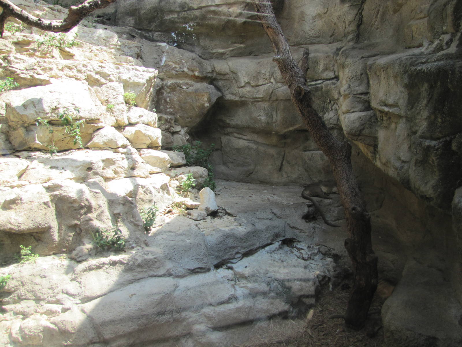 San Antonio Zoo 2010 - Right side of the Fossa exhibit in Cats of the World
