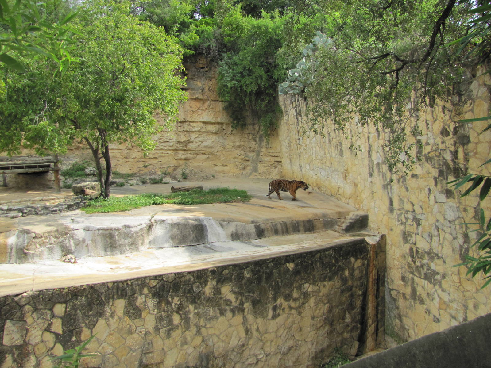 San Antonio Zoo 2010 - Right side of the Sumatran Tiger exhibit