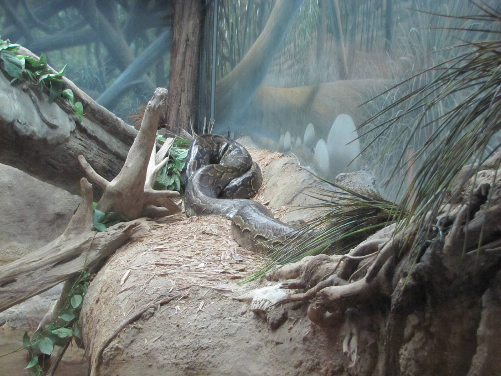 San Antonio Zoo 2010 - Rock Python in Africa Live