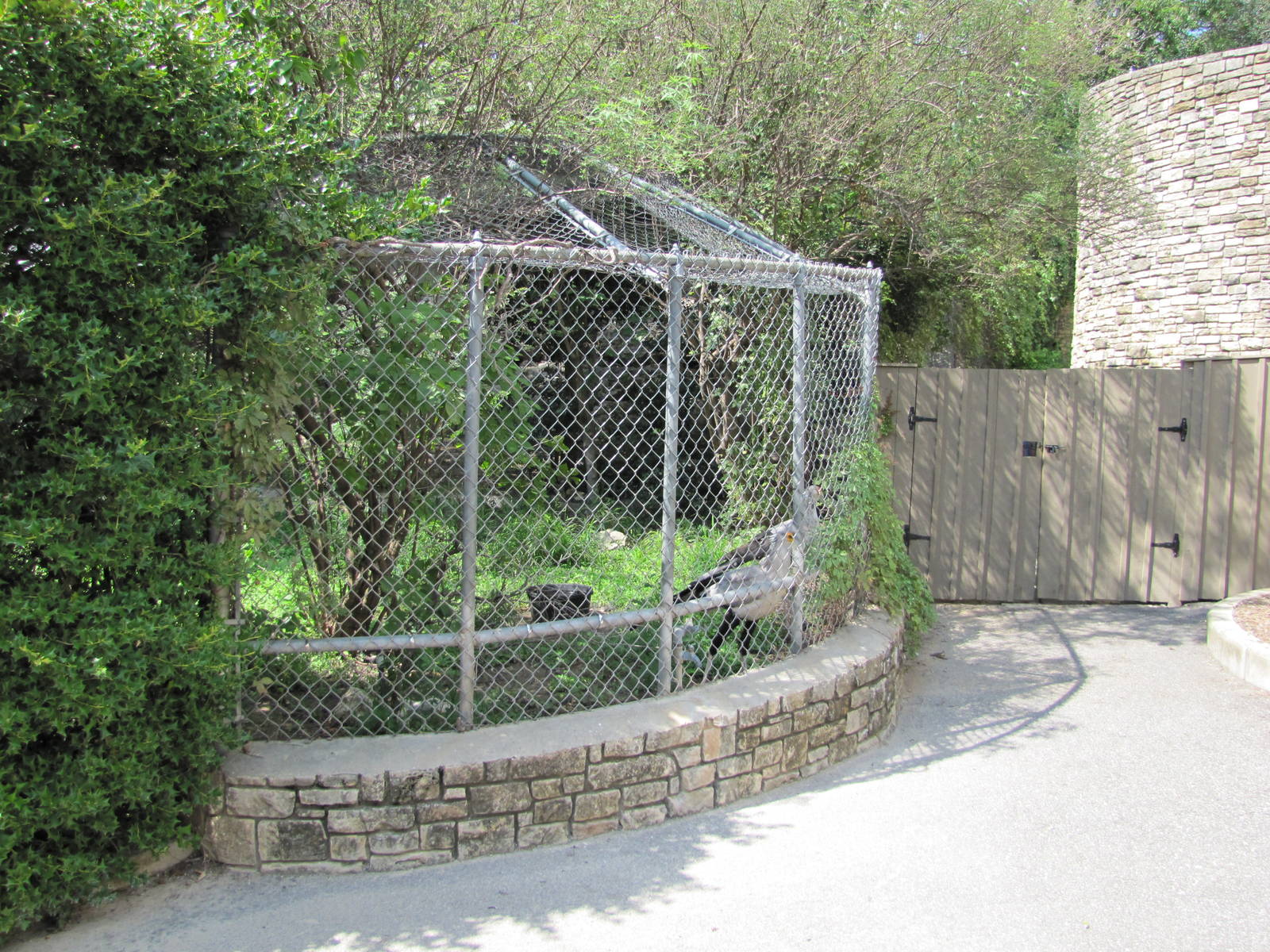 San Antonio Zoo 2010 - Secretary Bird exhibit at the Hixon Bird House