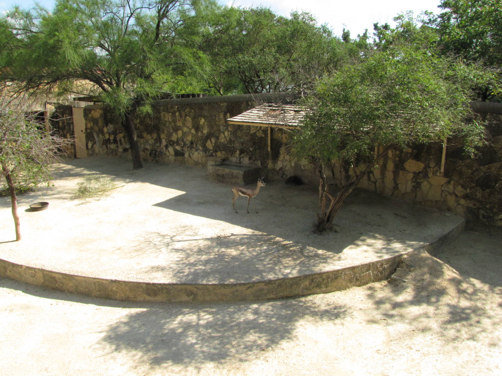 San Antonio Zoo 2010 - Spekes Gazelle exhibit