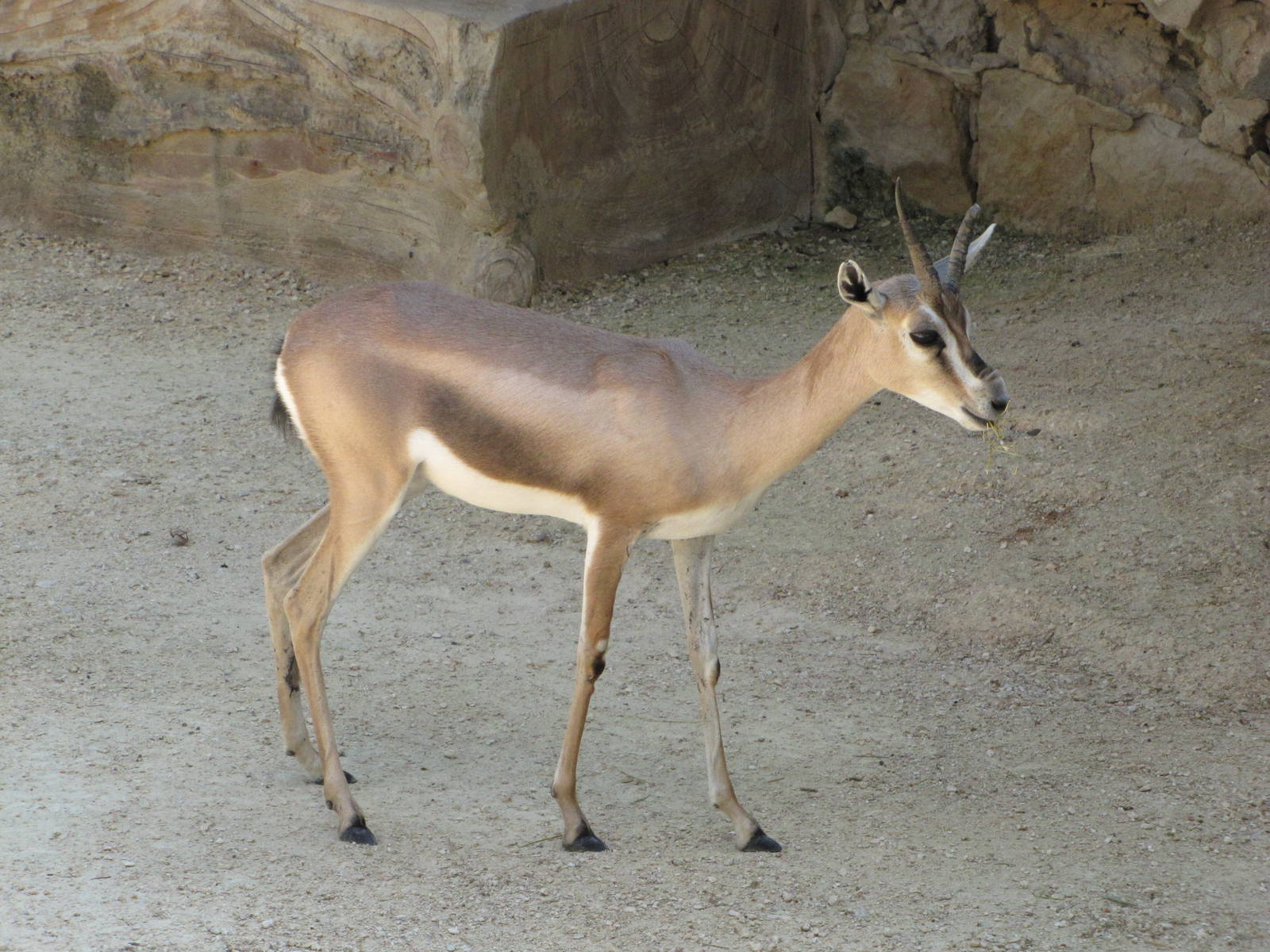San Antonio Zoo 2010 - Spekes Gazelle